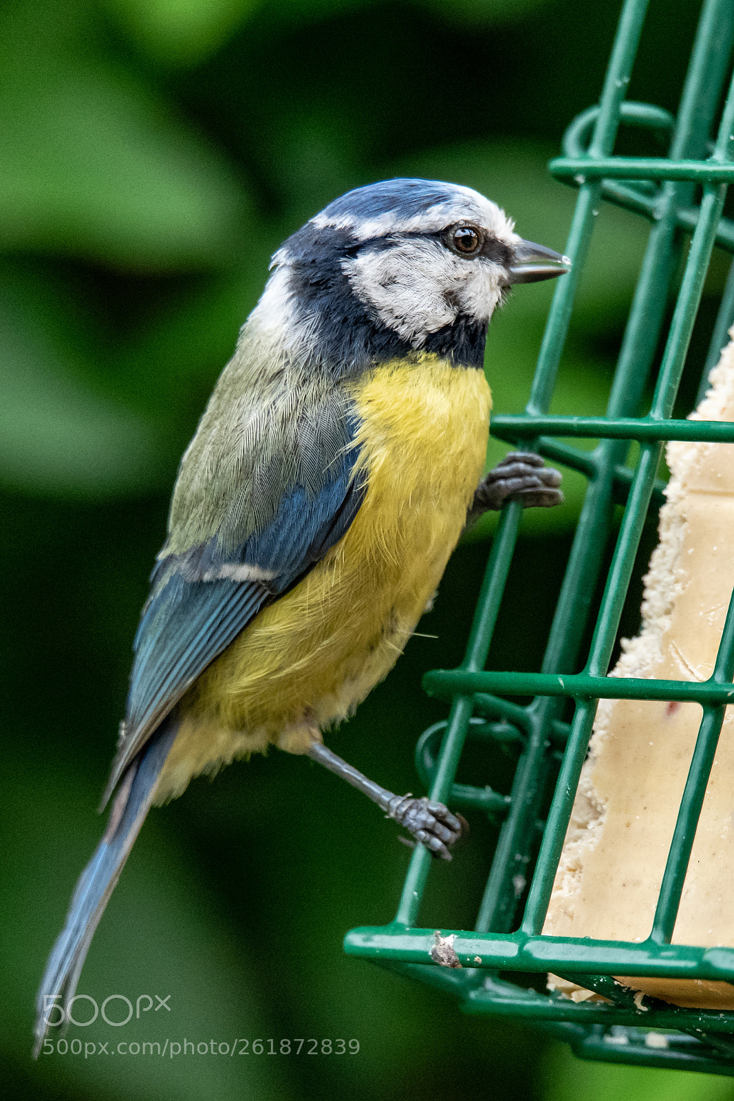 Nikon D850 sample photo. Blue tit adult photography