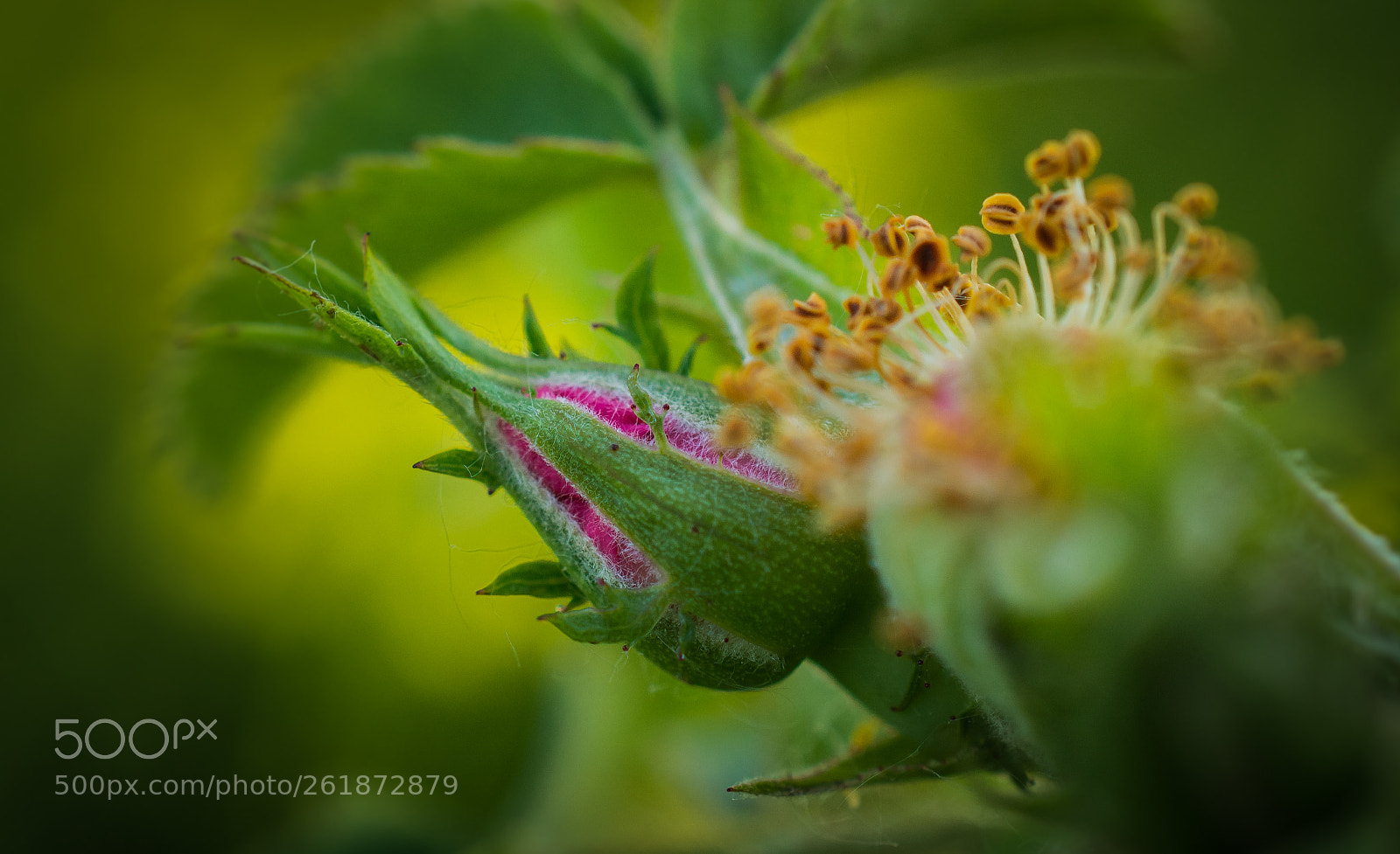 Nikon D5200 sample photo. Wild rose photography