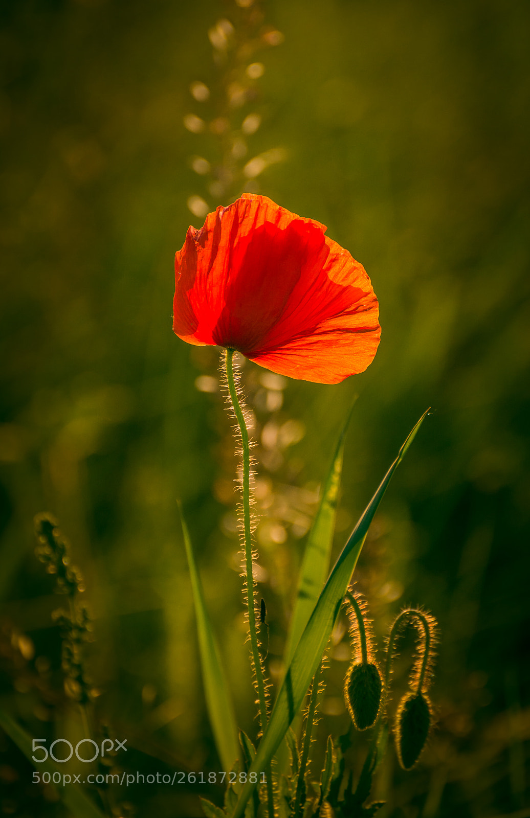 Nikon D5200 sample photo. Poppy photography