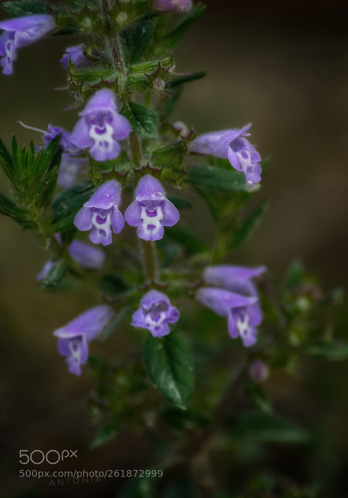 Nikon D7200 sample photo. Untitled photography