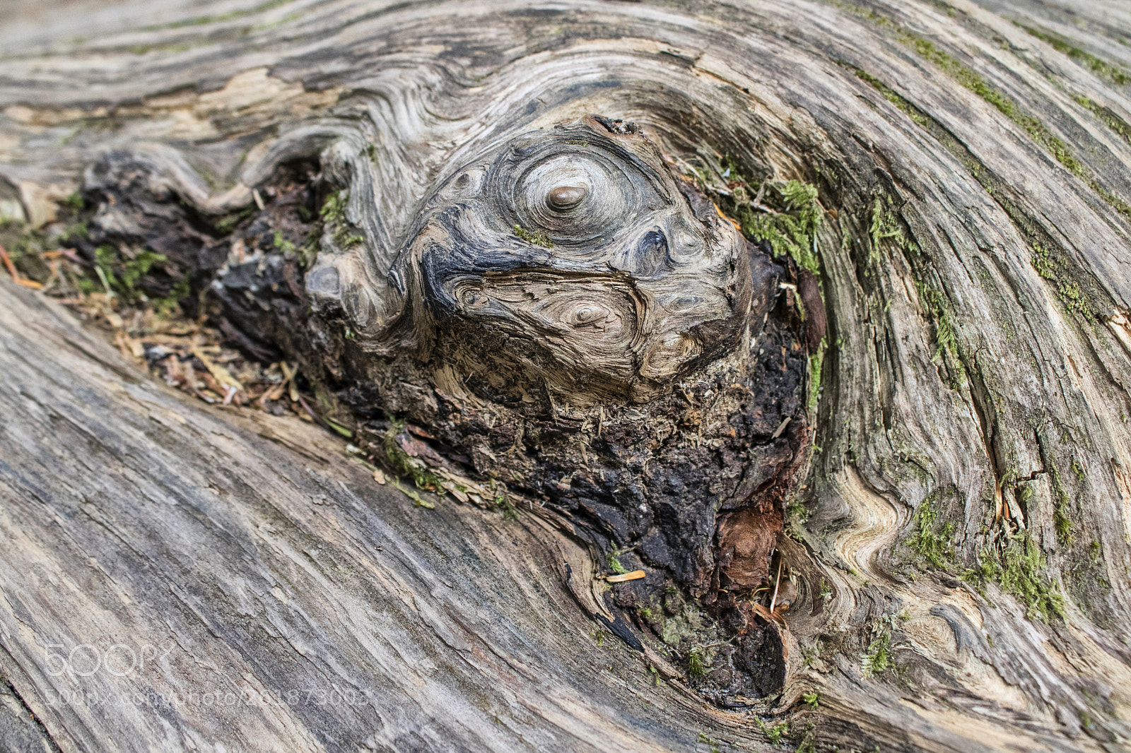 Canon EOS 750D (EOS Rebel T6i / EOS Kiss X8i) sample photo. Barkscape grove of m photography