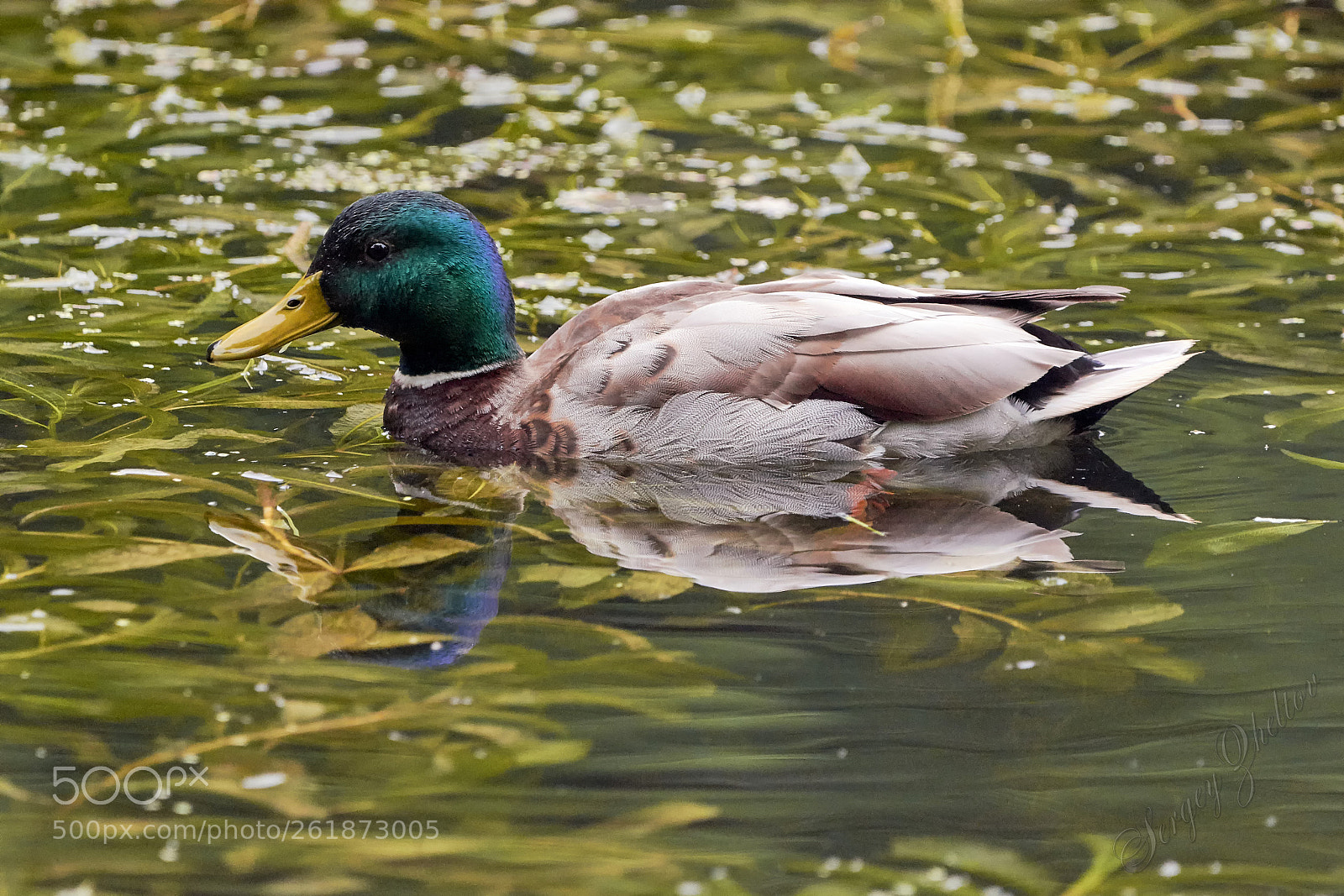 Nikon D7100 sample photo. Duck photography