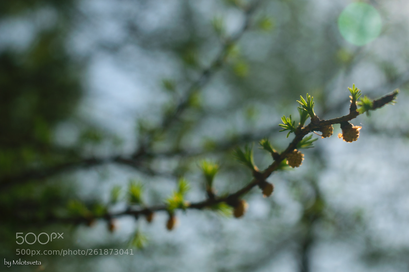 Nikon D3300 sample photo. Growing photography