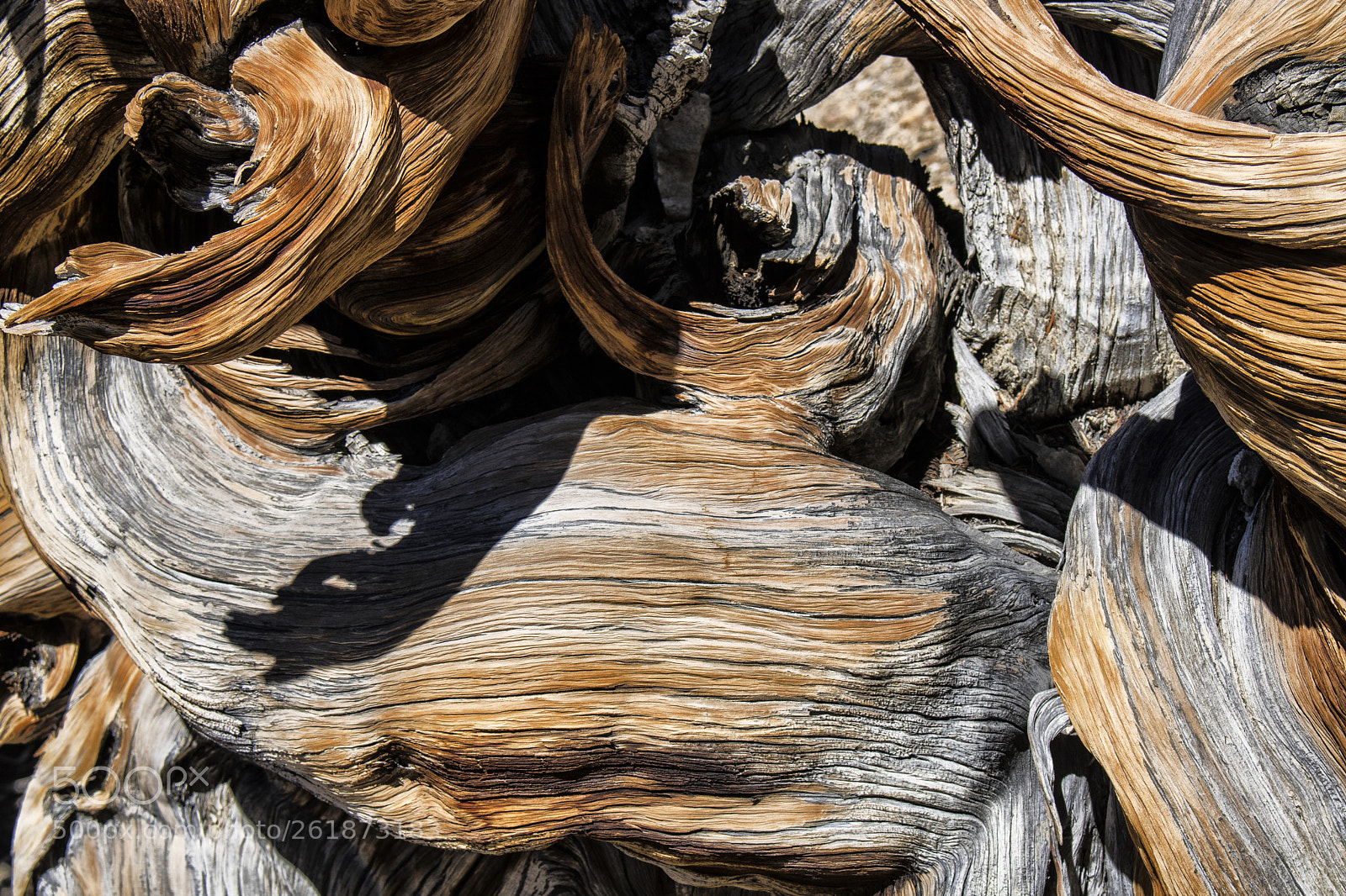 Canon EOS 750D (EOS Rebel T6i / EOS Kiss X8i) sample photo. Barkscape: bristlecone pine forest photography