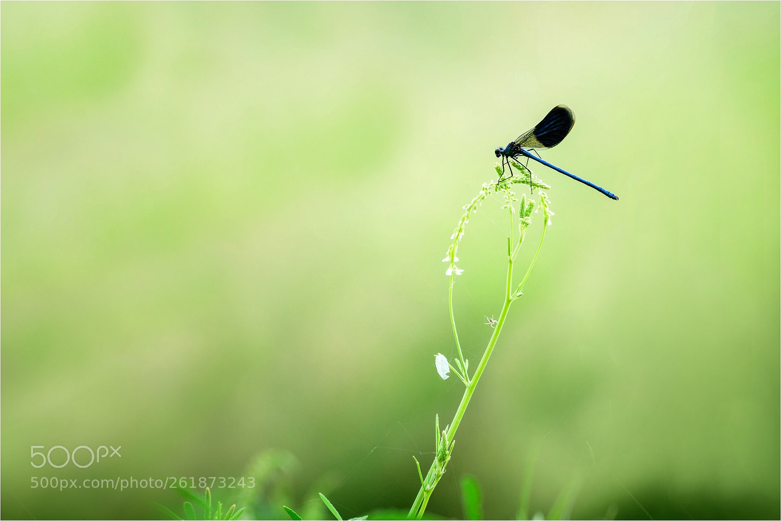 Nikon D7100 sample photo. Banded demoiselle photography