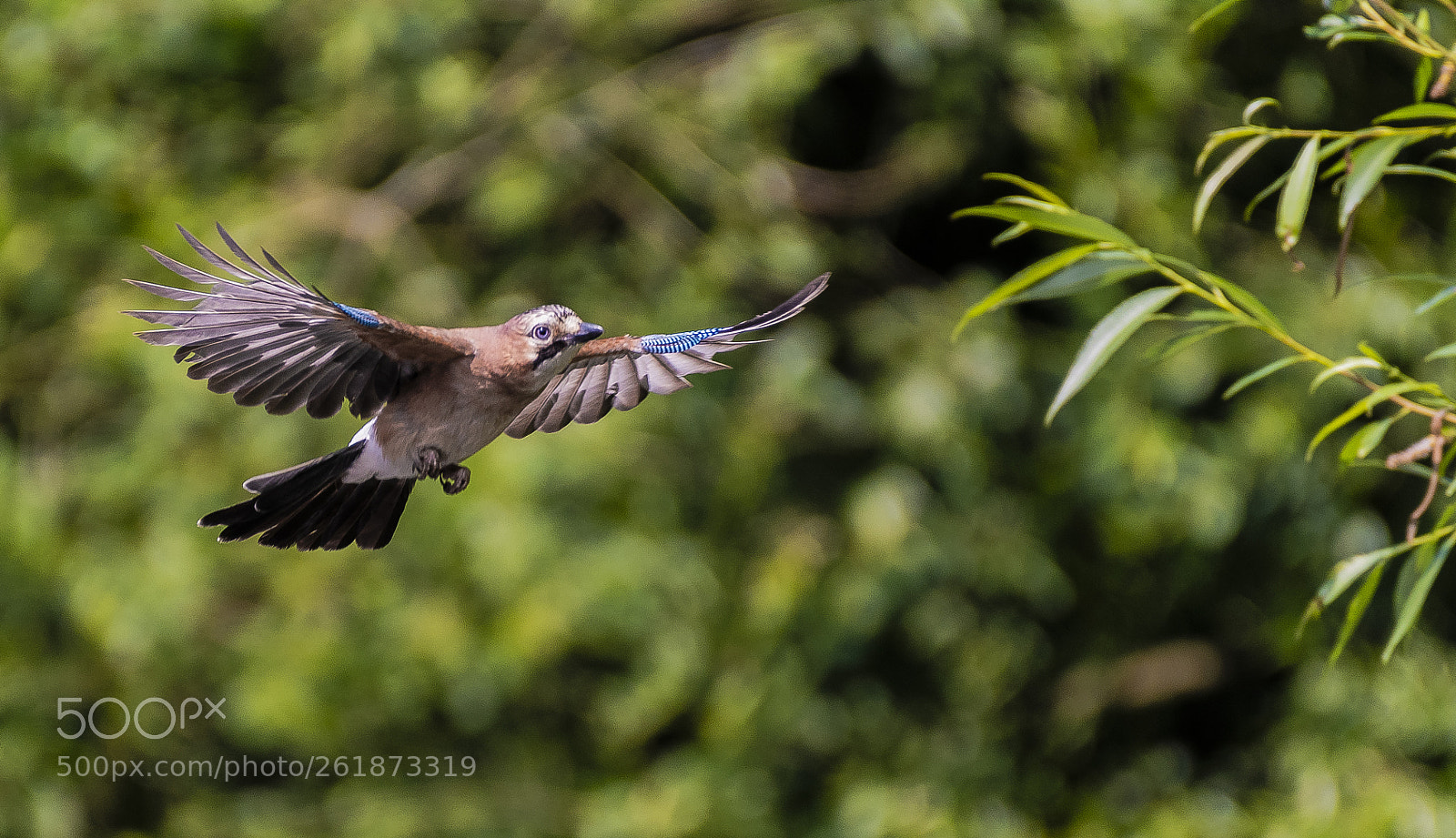 Nikon D500 sample photo. Jay in flight. photography
