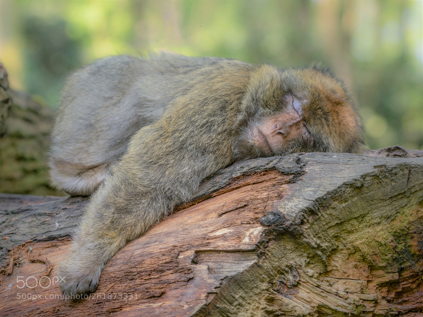 Nikon D810 sample photo. Couldn't give a monkeys photography