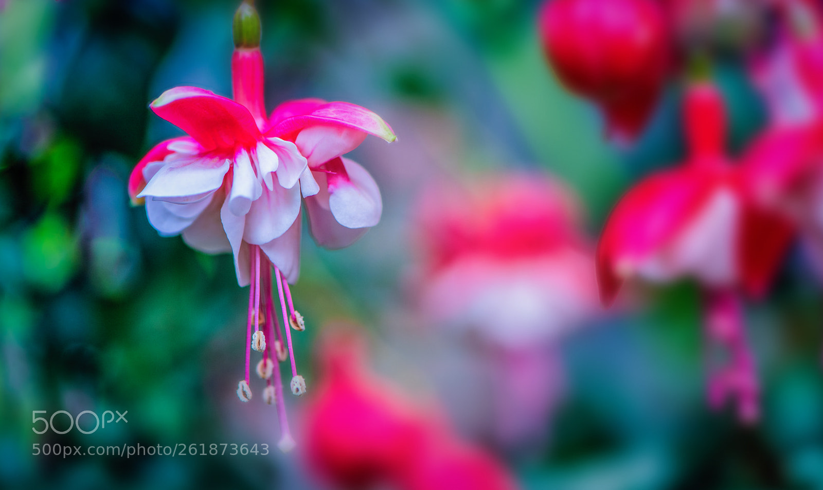 Nikon D850 sample photo. Pink symphony photography