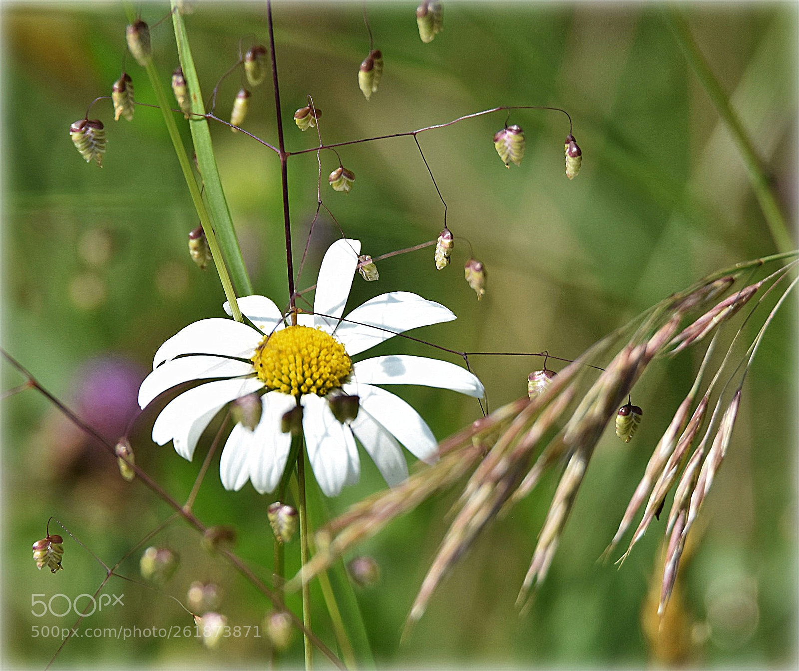 Nikon D7200 sample photo. "margritt" photography