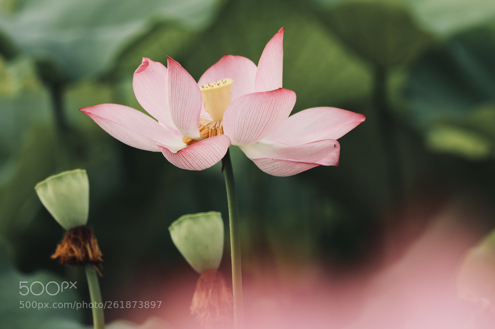 Canon EOS 5D Mark IV sample photo. 水宫仙子 photography
