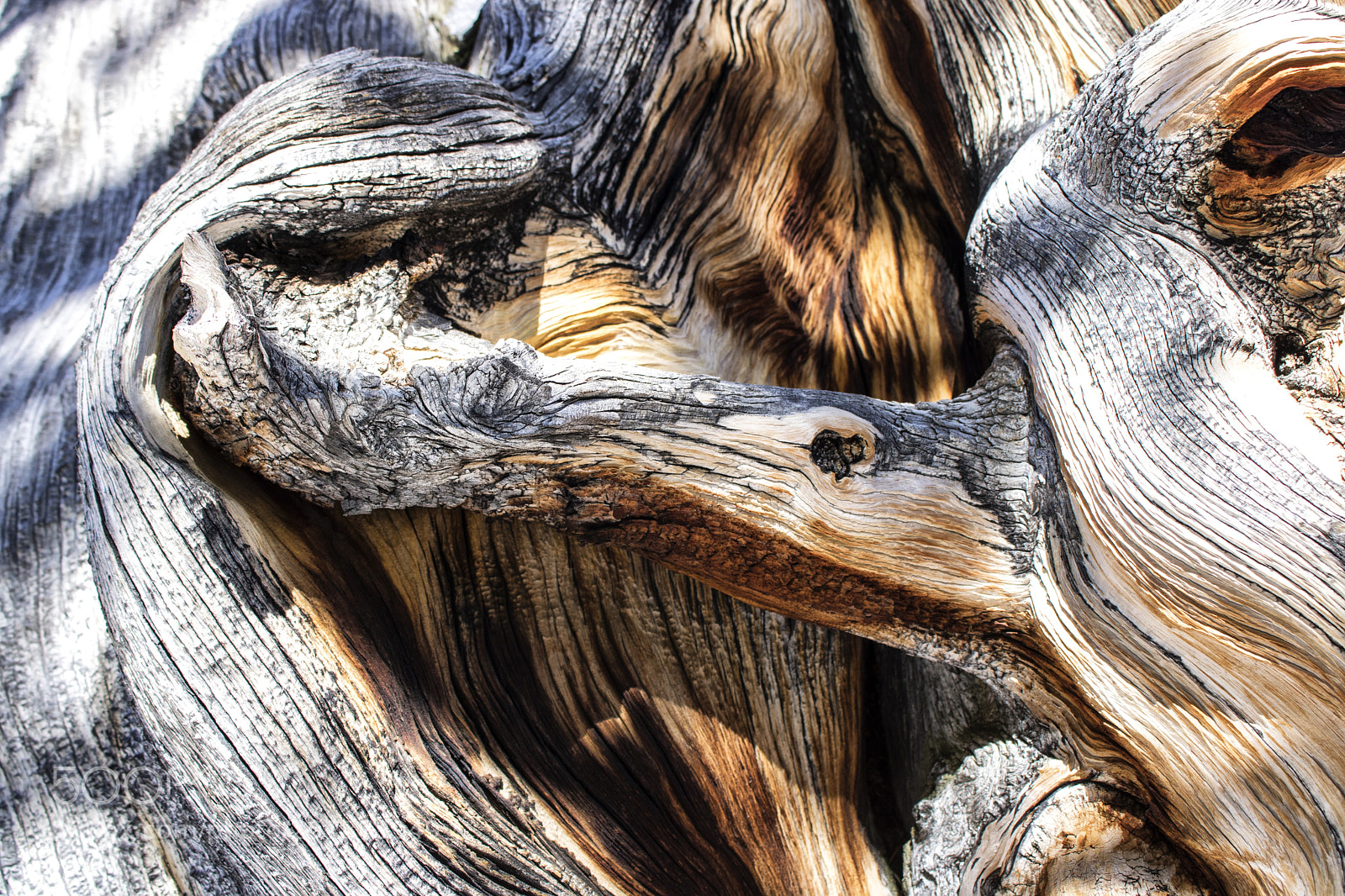 Canon EOS 750D (EOS Rebel T6i / EOS Kiss X8i) sample photo. Photo by lance oditt photography