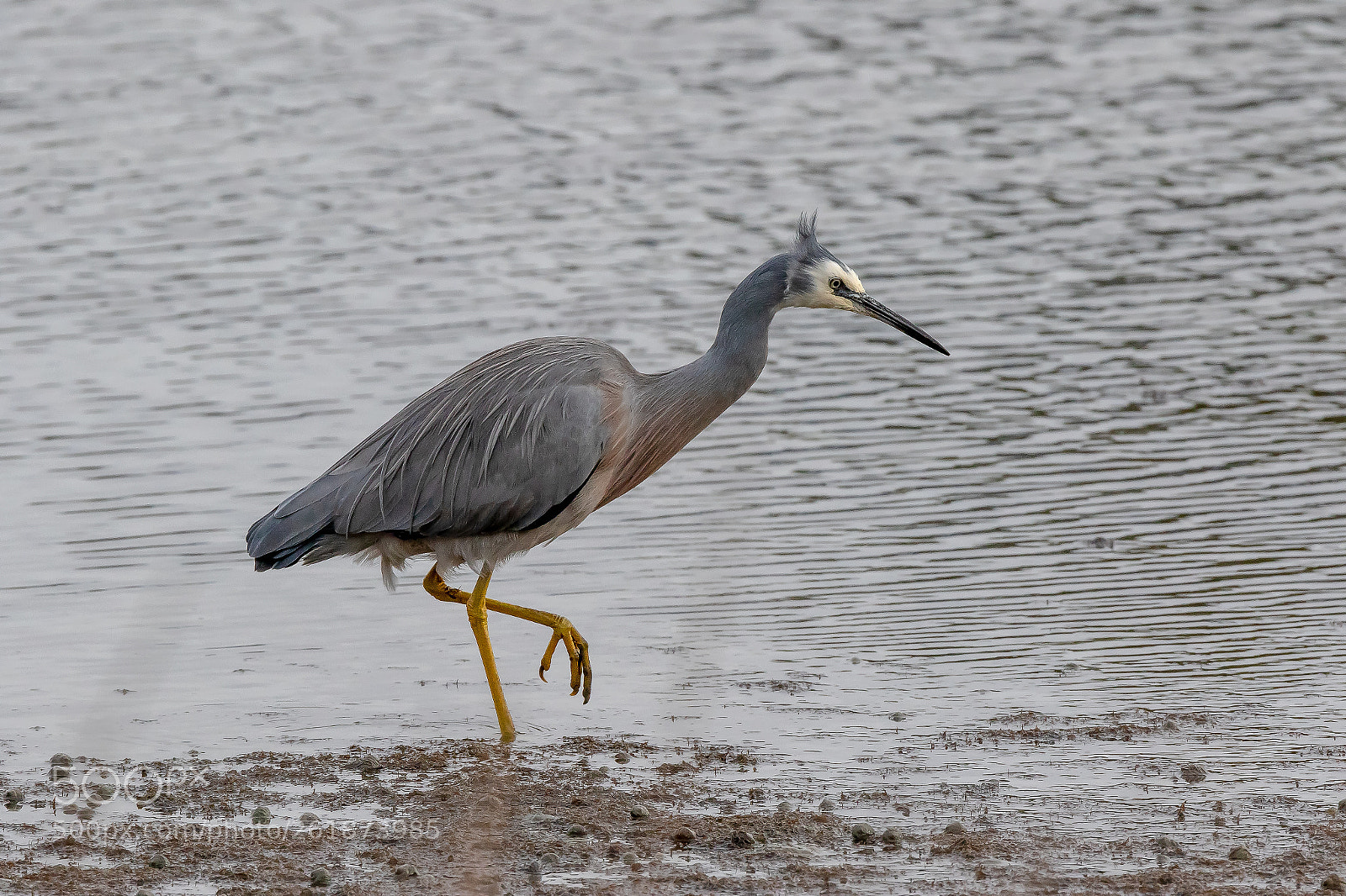 Canon EOS 7D Mark II sample photo. White faced heron photography