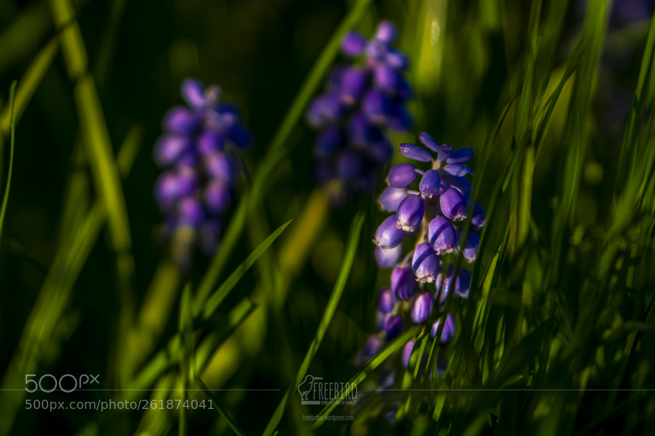 Sony a6000 sample photo. In my garden photography