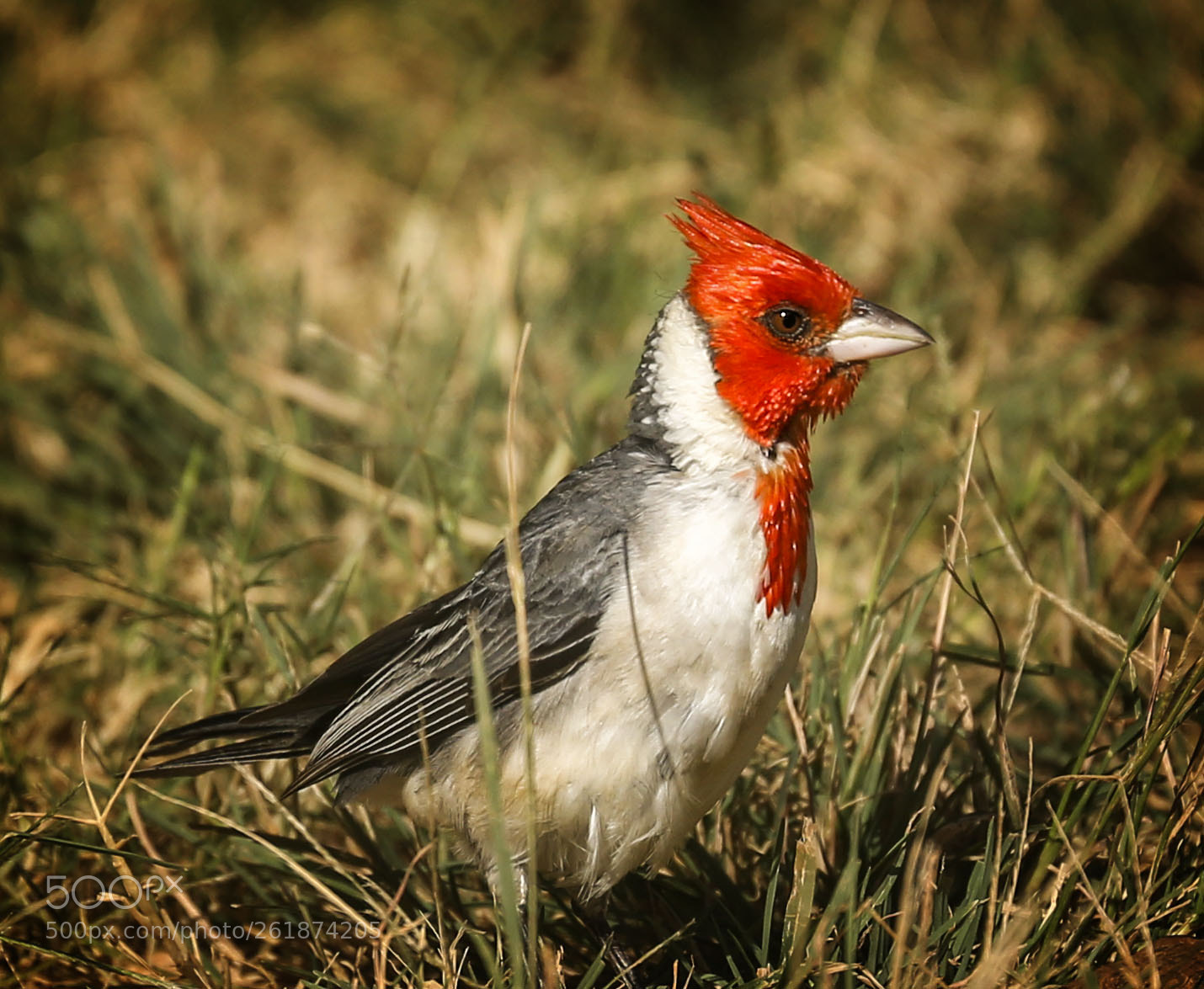 Canon EOS 6D sample photo. Northern cardinal photography