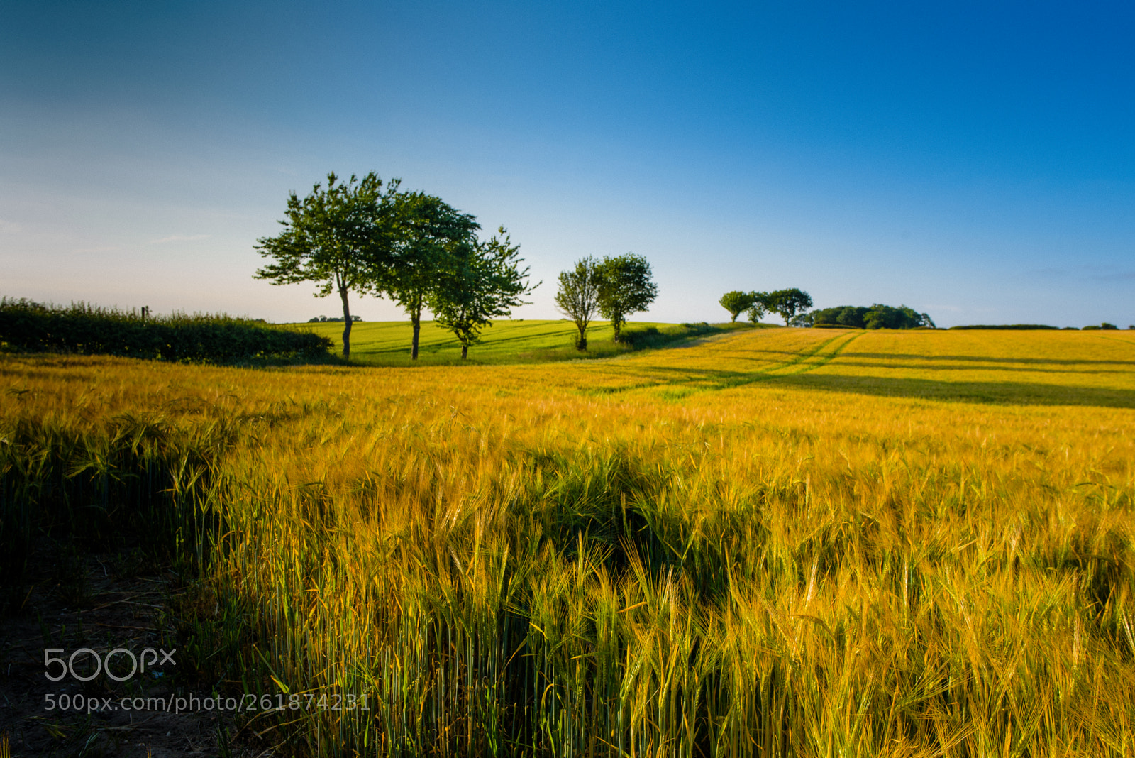 Nikon D750 sample photo. Summer evening photography