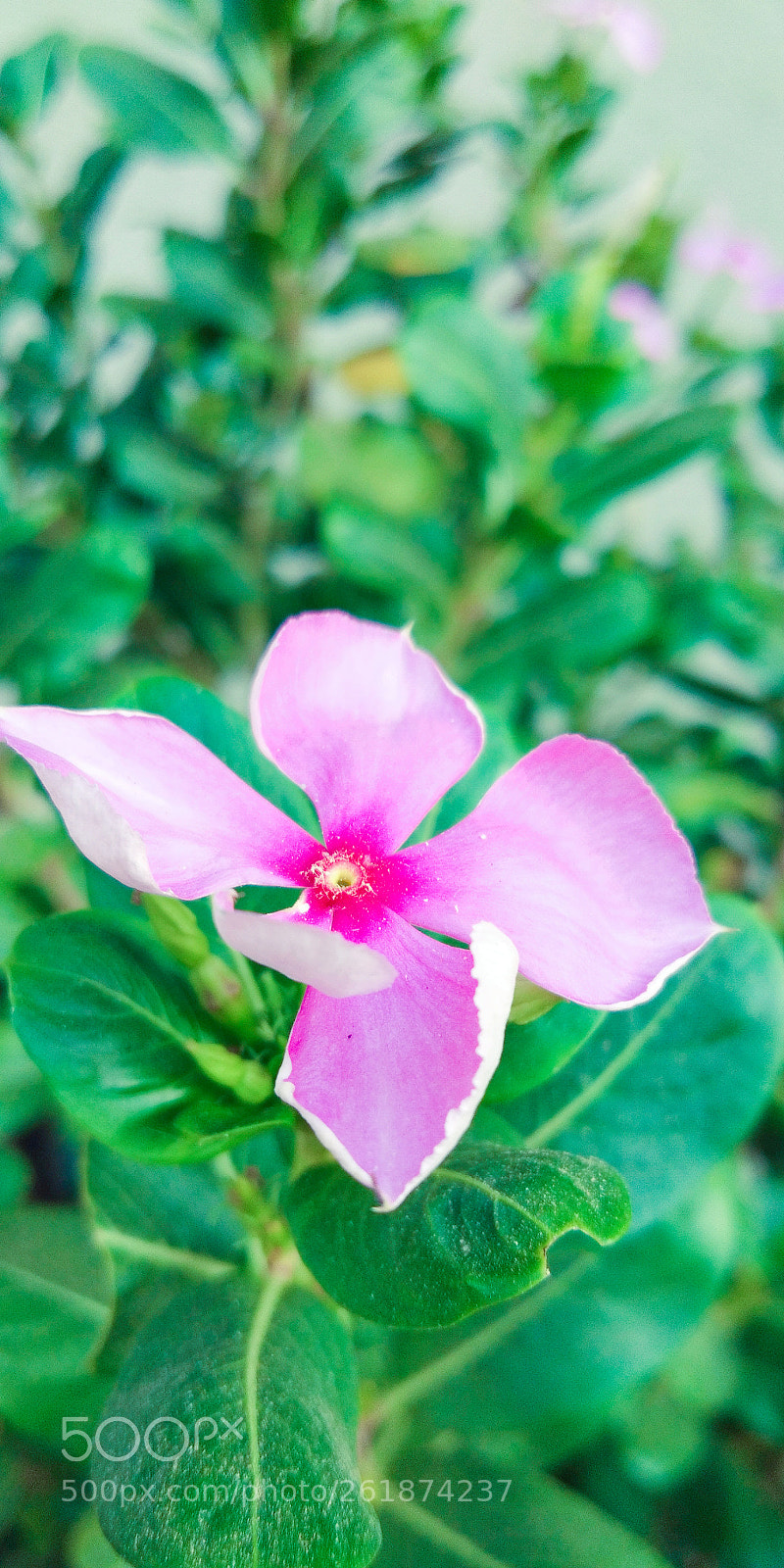 vivo 1716 sample photo. Untitled photography