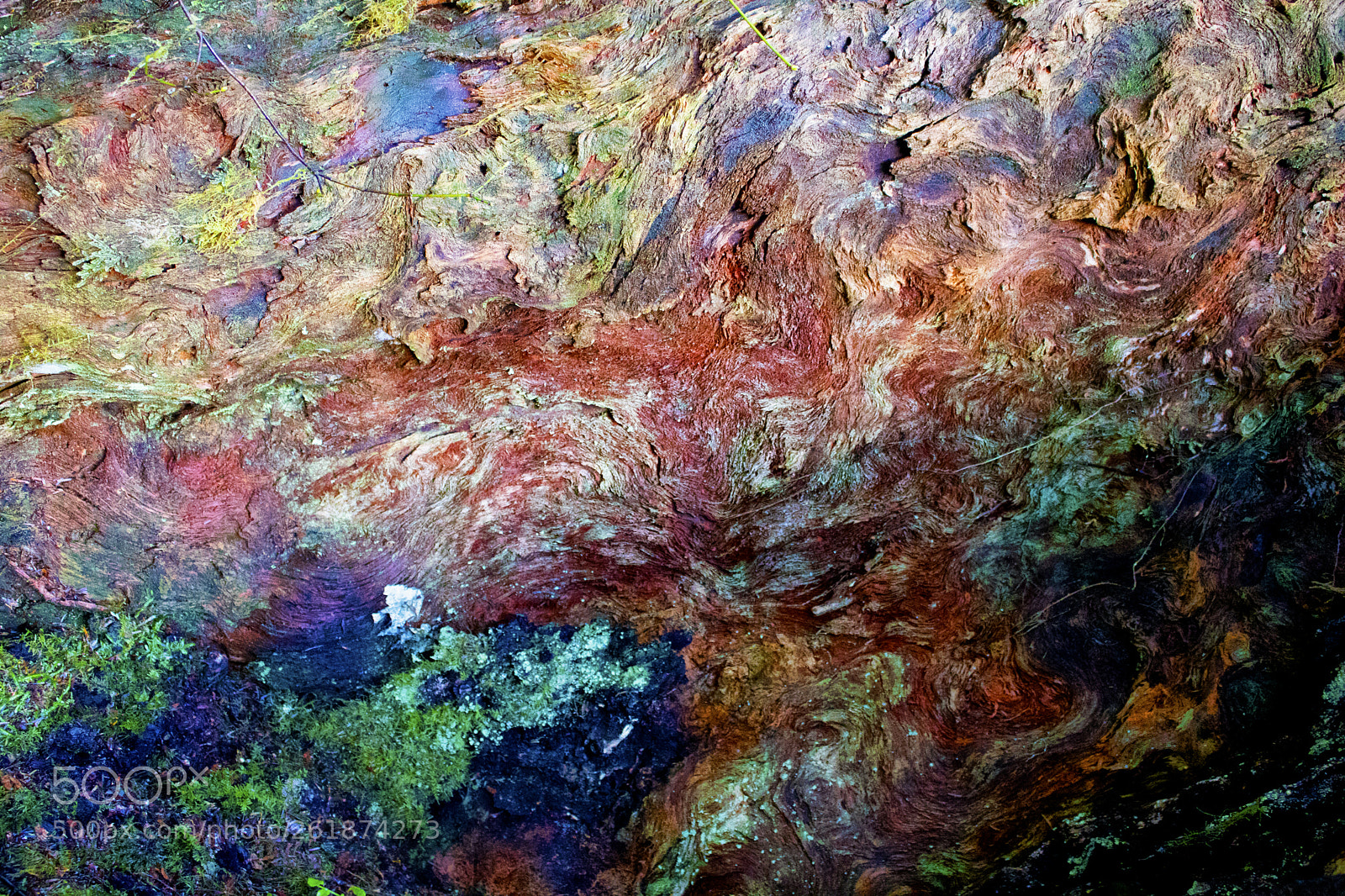 Canon EOS 750D (EOS Rebel T6i / EOS Kiss X8i) sample photo. Rainbow wood: hoh rainforest photography