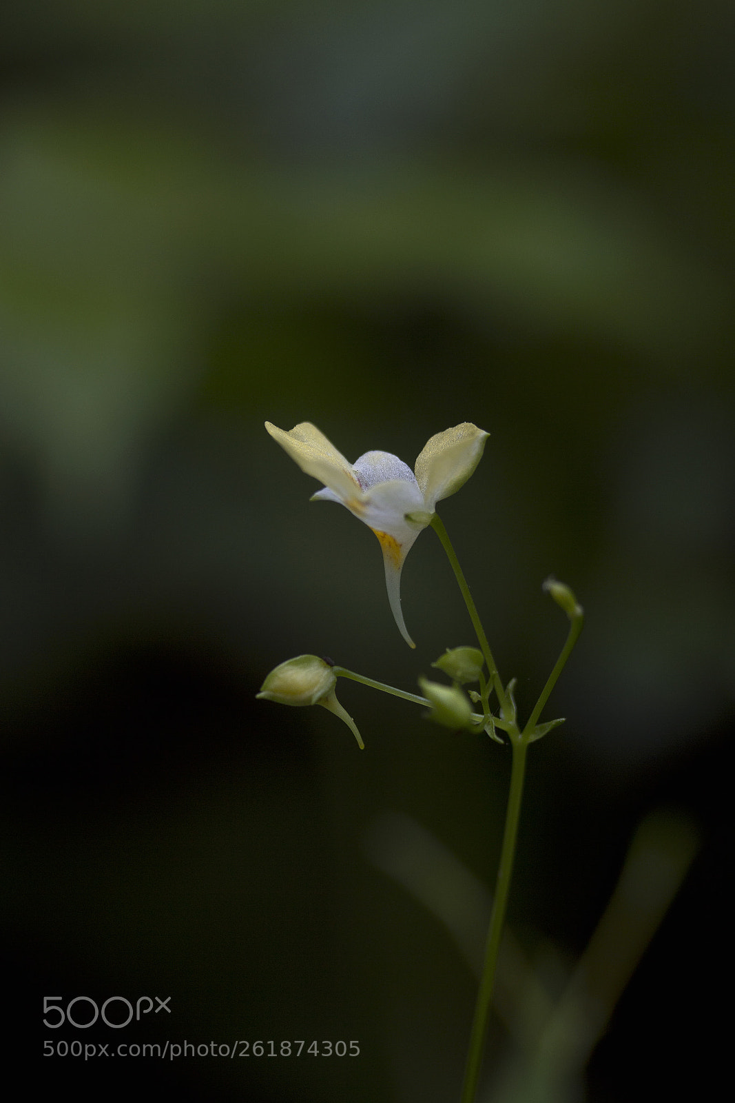 Canon EOS 60D sample photo. Kleines springkraut (impatiens parviflora) photography
