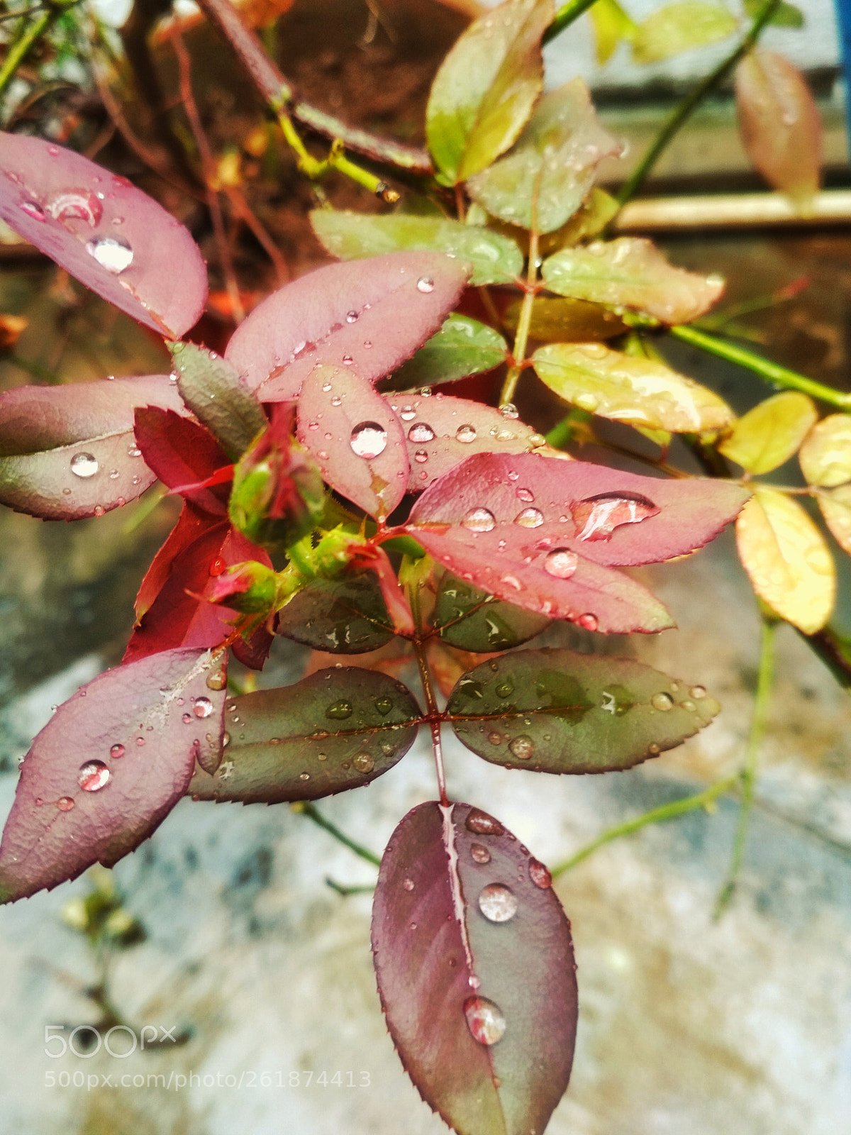 Xiaomi Redmi 4 Pro sample photo. Raining here today photography