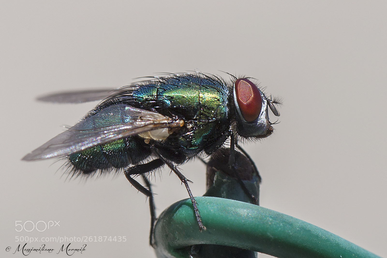 Canon EOS 6D sample photo. The fly photography