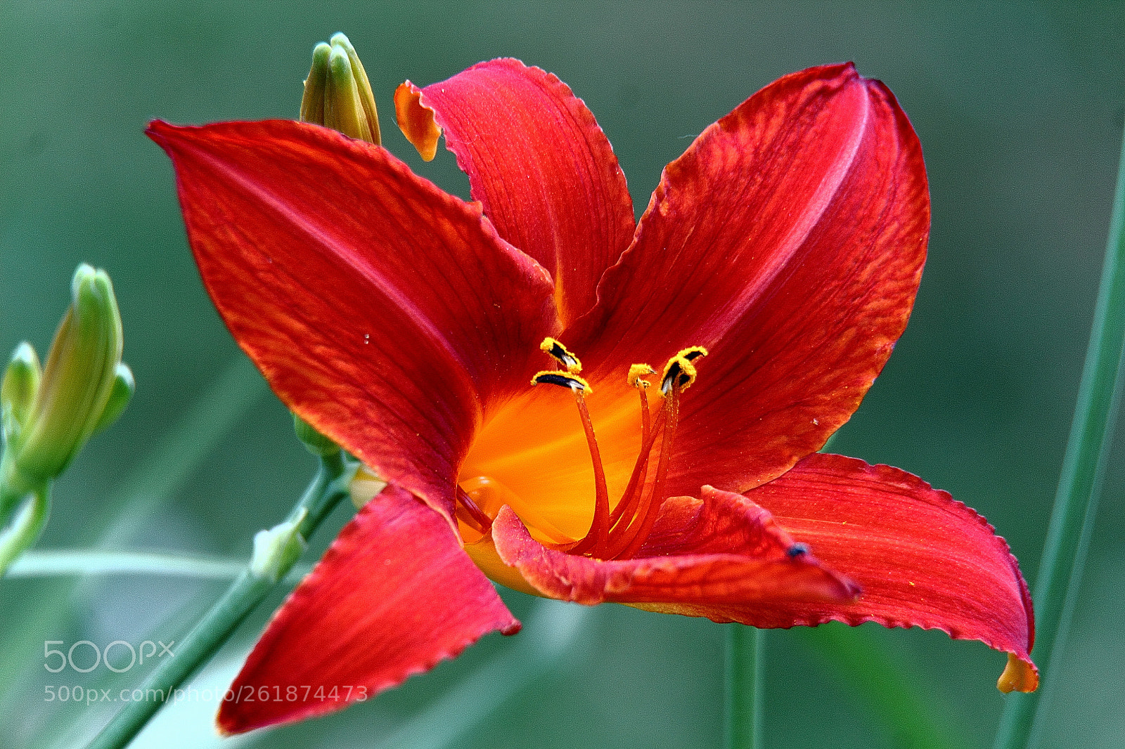 Canon EOS 600D (Rebel EOS T3i / EOS Kiss X5) sample photo. Hemerocallis photography