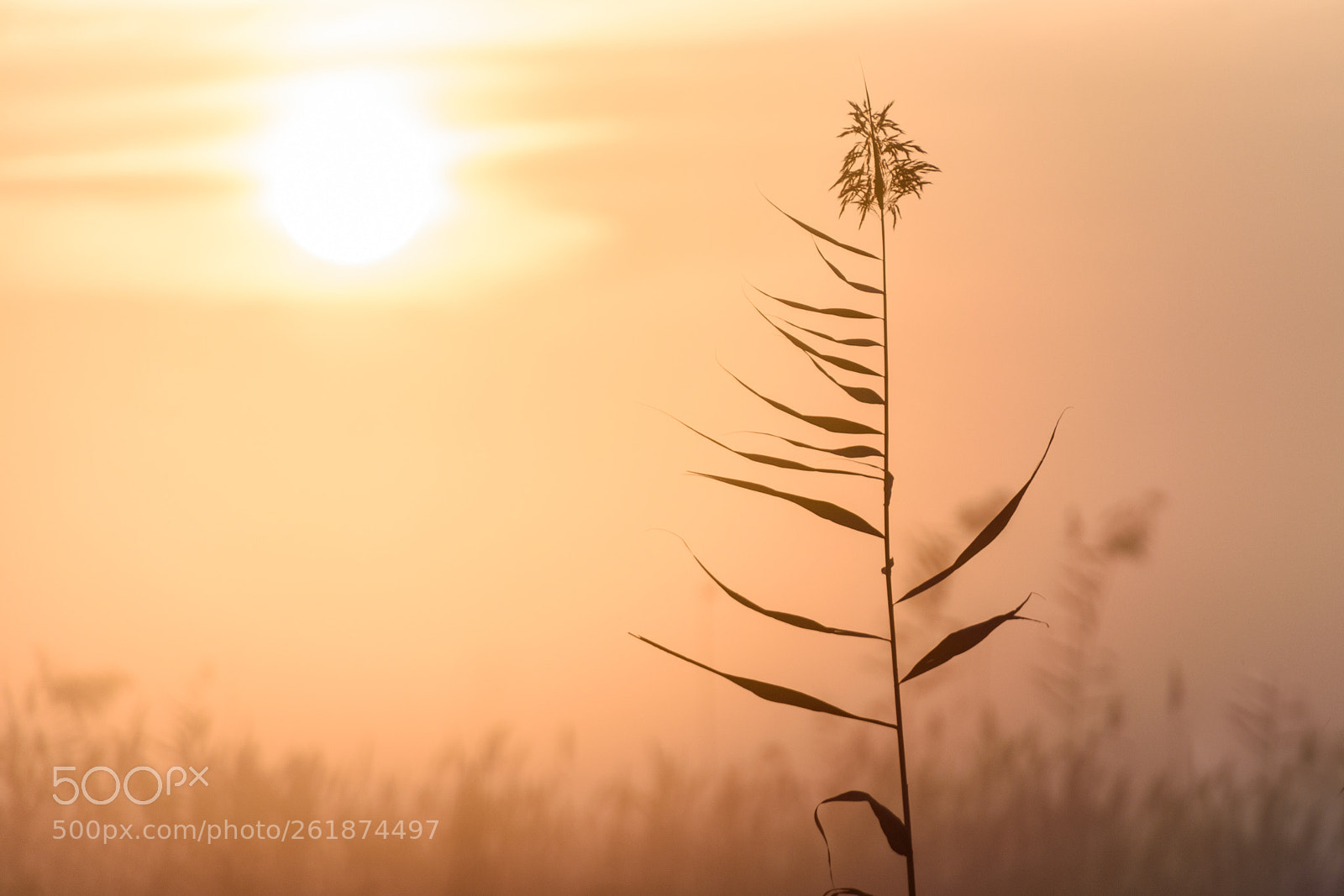 Nikon D5500 sample photo. Simply photography