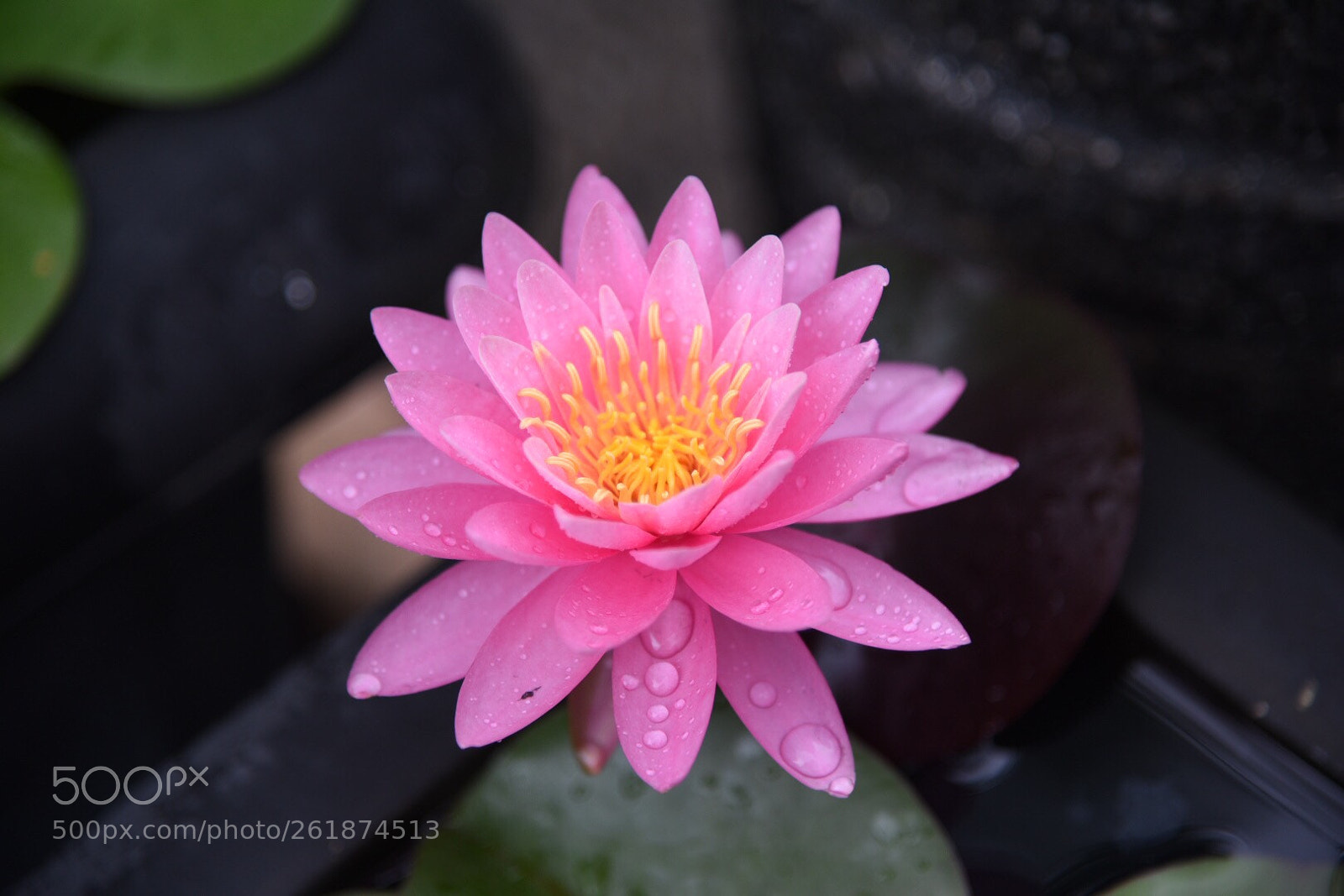 Nikon D750 sample photo. Taiwan/taipei (180612) photography