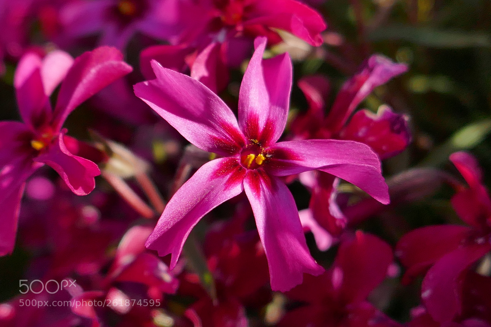 Panasonic Lumix DMC-ZS100 (Lumix DMC-TZ100) sample photo. Red flowers in the photography
