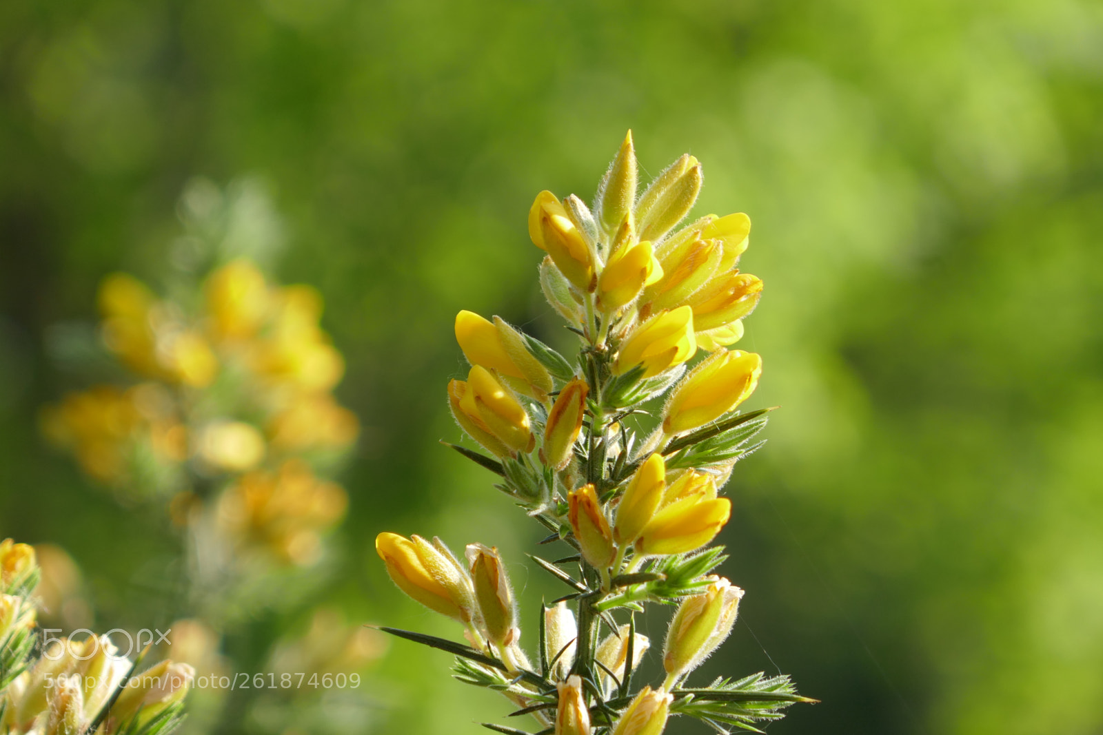 Panasonic Lumix DMC-ZS100 (Lumix DMC-TZ100) sample photo. Yellow with blurred background photography