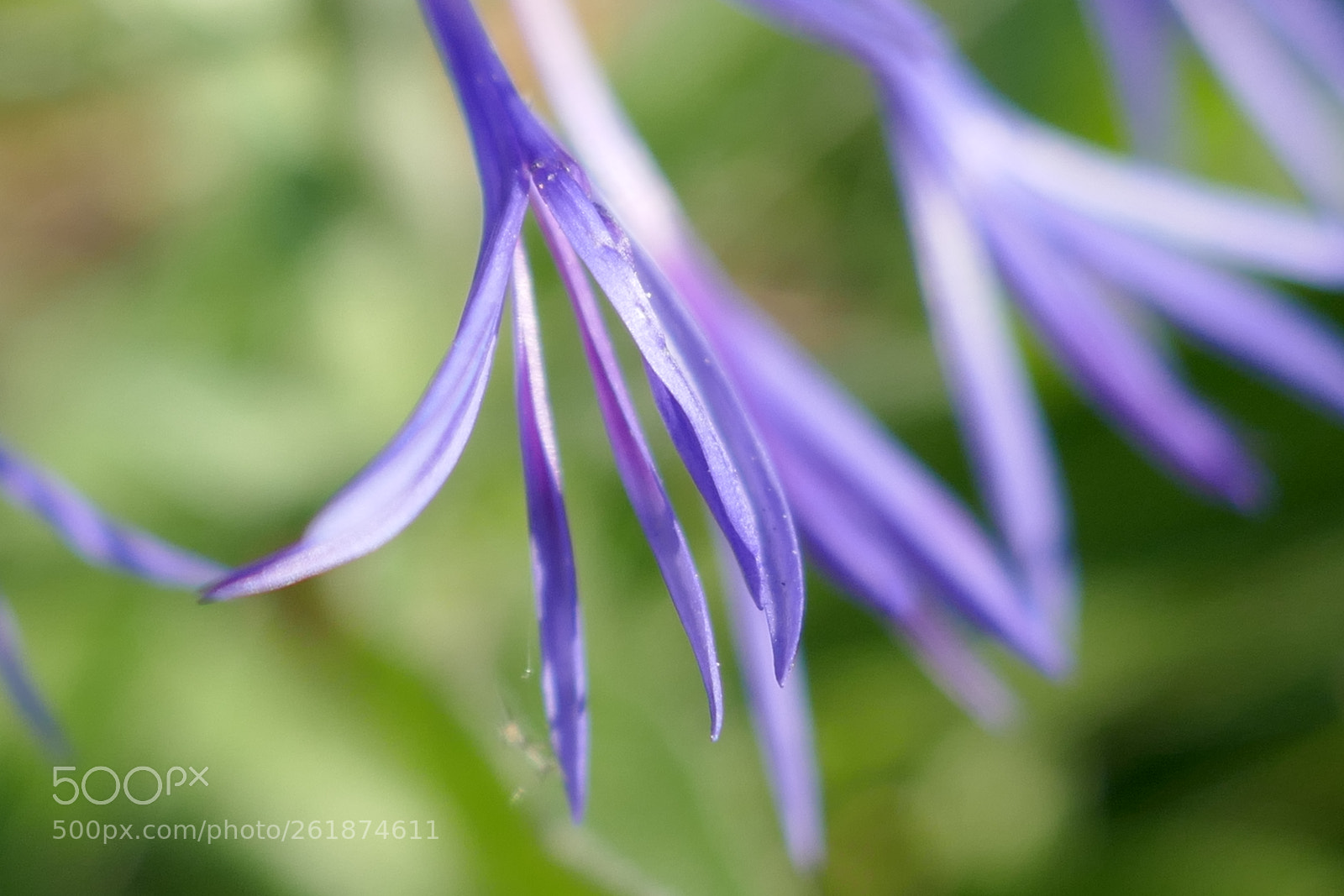Panasonic Lumix DMC-ZS100 (Lumix DMC-TZ100) sample photo. Blue trumpet photography
