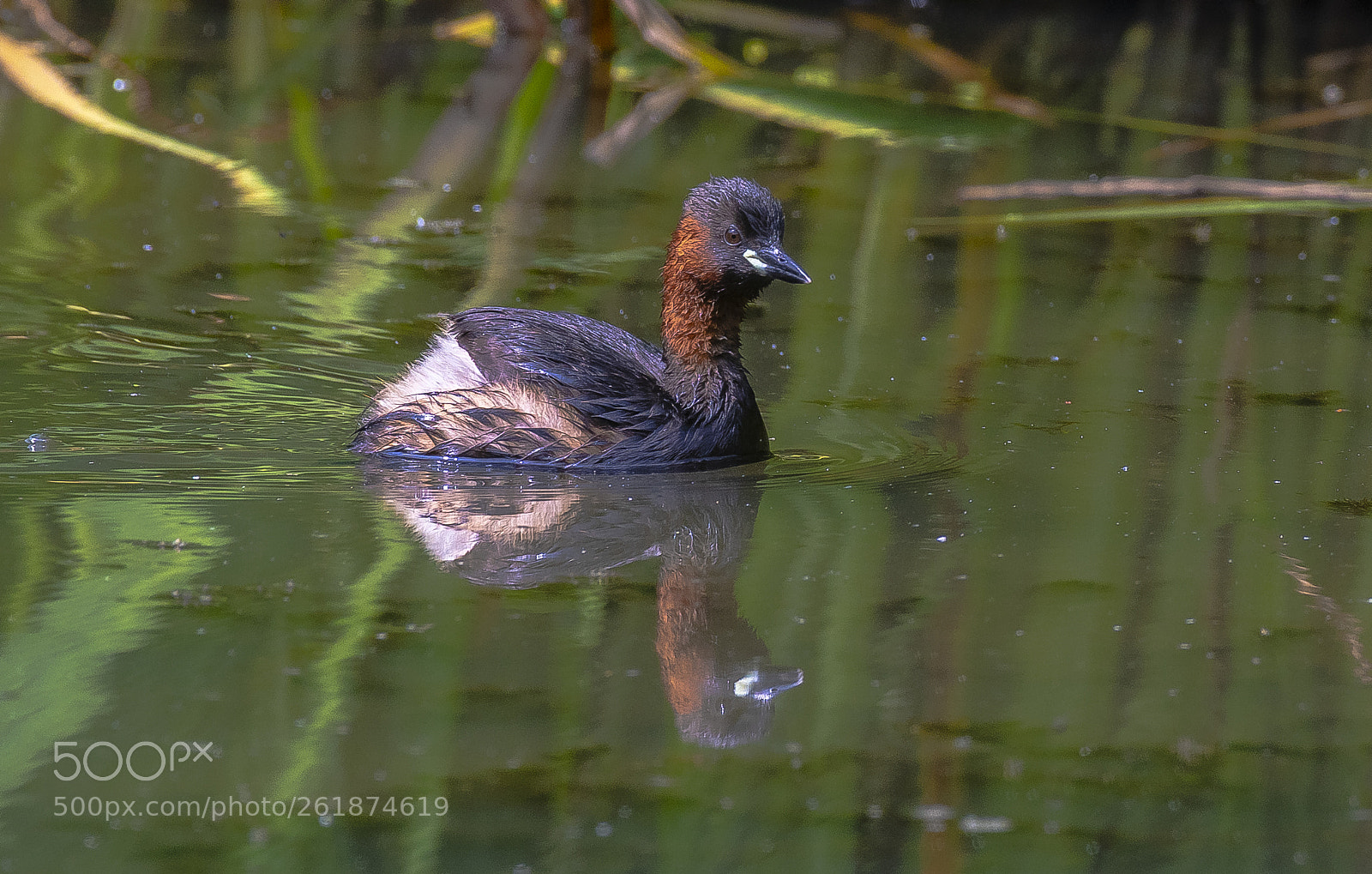 Nikon D500 sample photo. Little grebe. photography