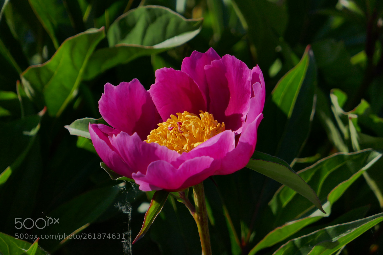 Panasonic Lumix DMC-ZS100 (Lumix DMC-TZ100) sample photo. Pink cup photography