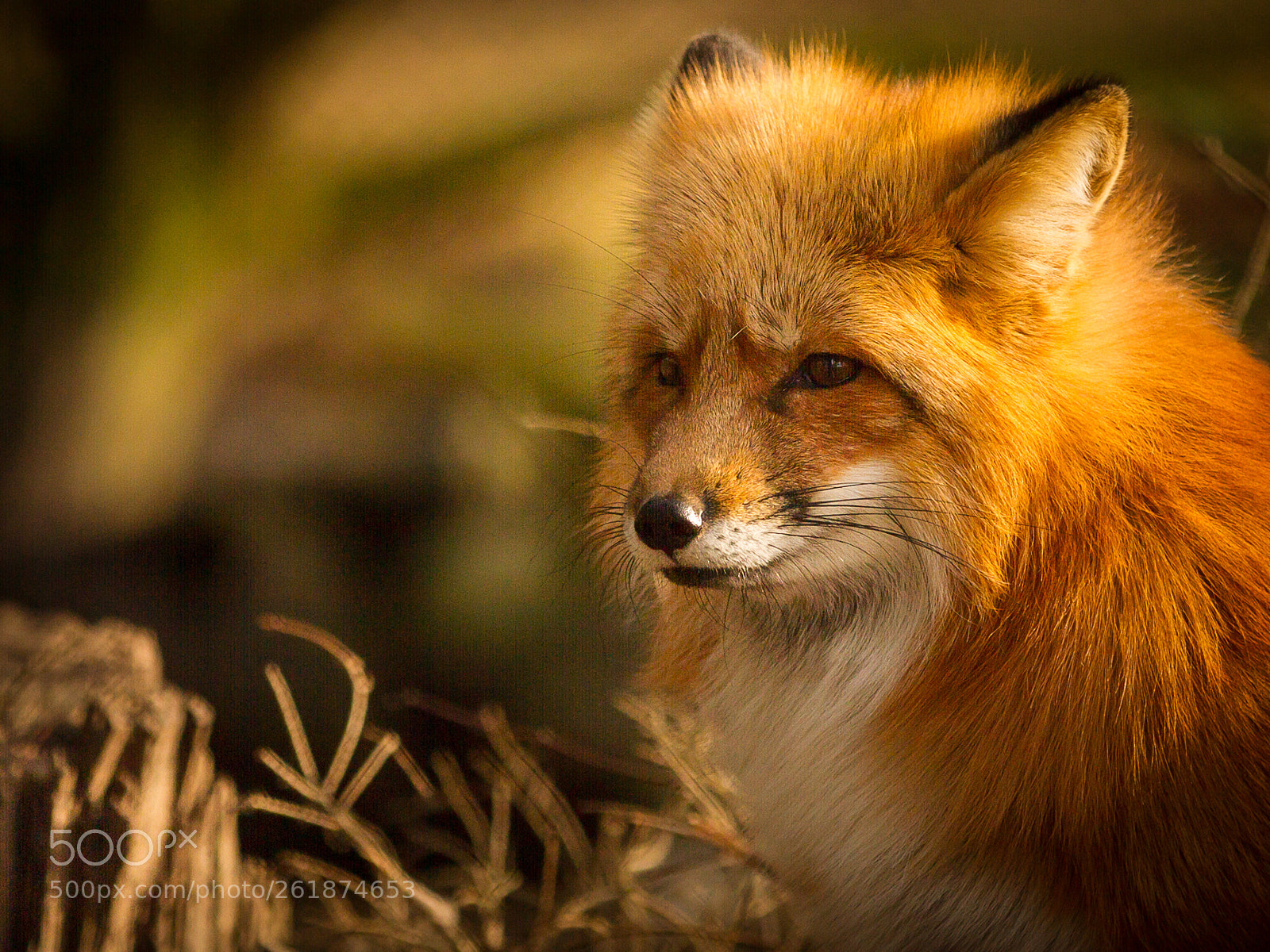 Canon EOS 7D sample photo. Red fox photography