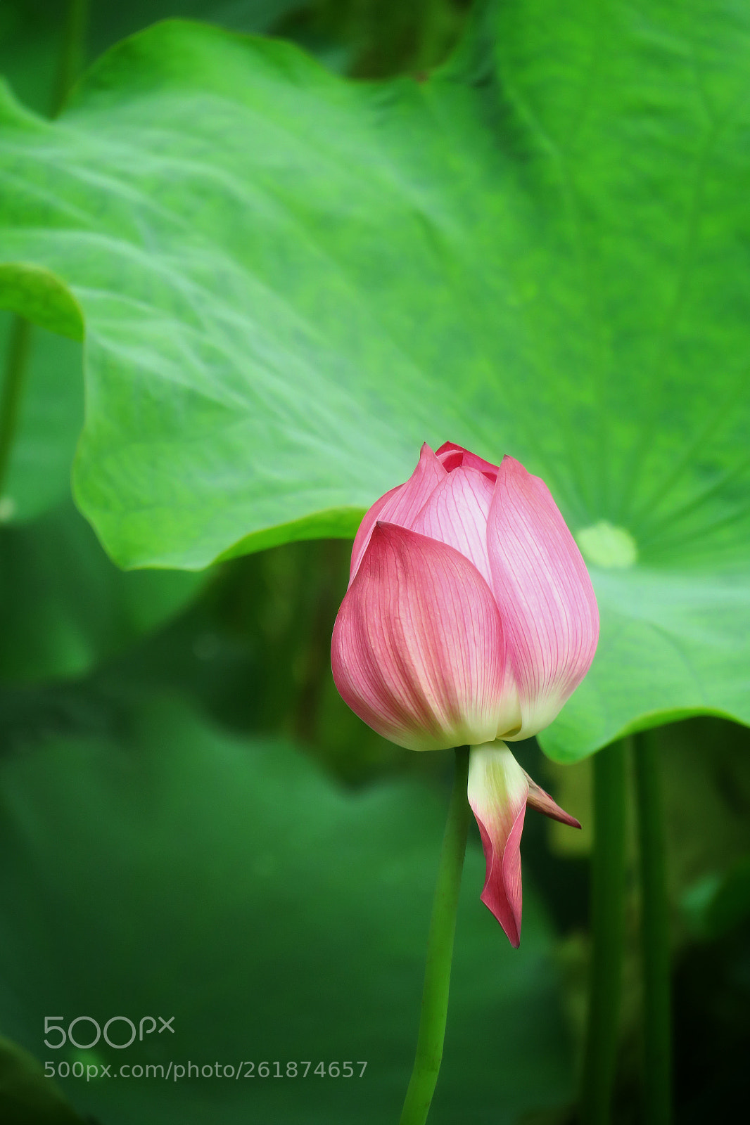Canon PowerShot G3 X sample photo. Lotus photography