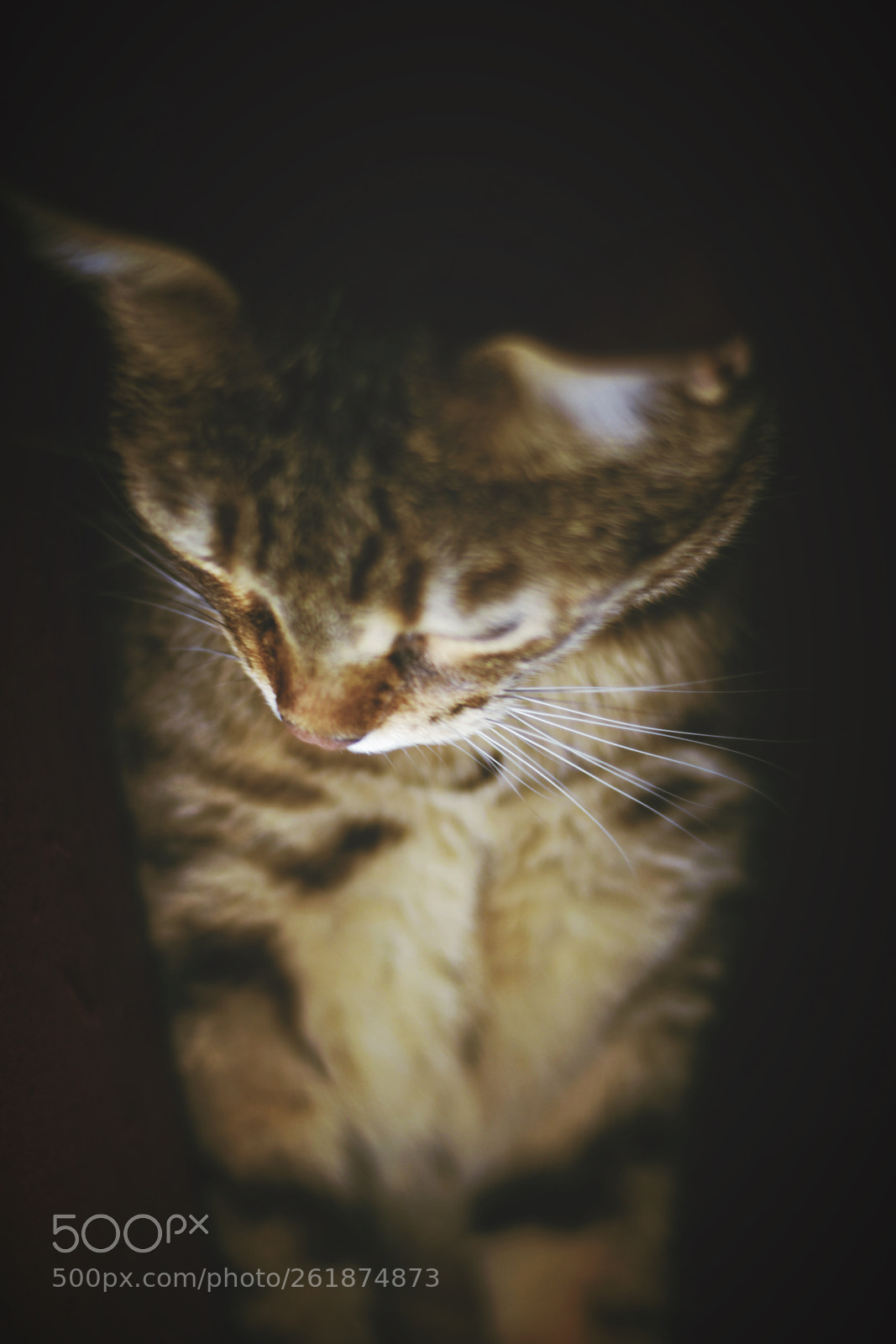 Nikon D5600 sample photo. Nachdenklich photography