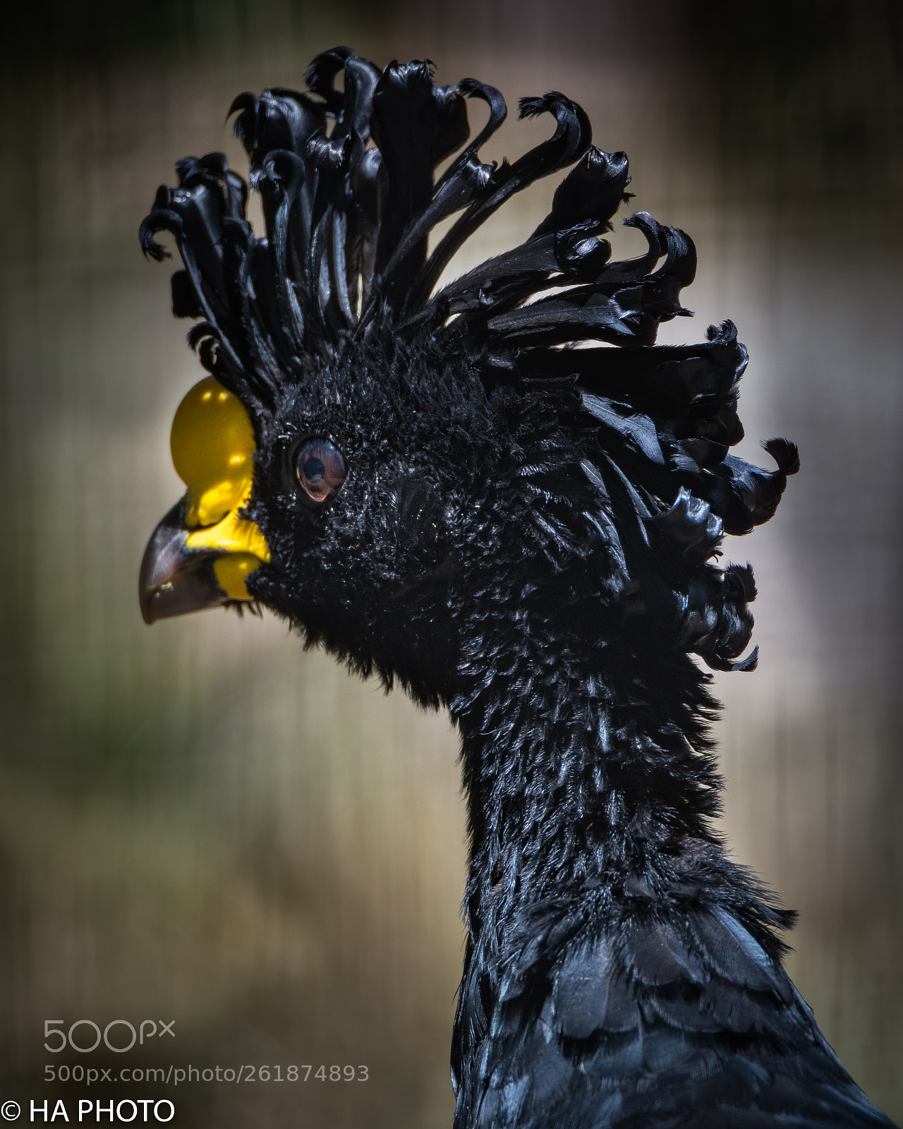 Nikon D850 sample photo. The great curassow photography