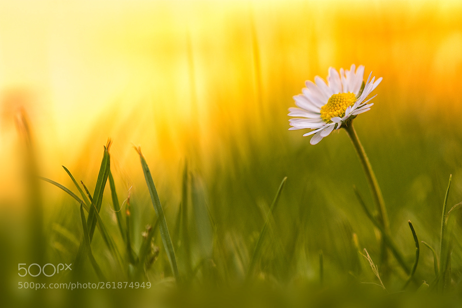 Nikon D7200 sample photo. Blümchen photography