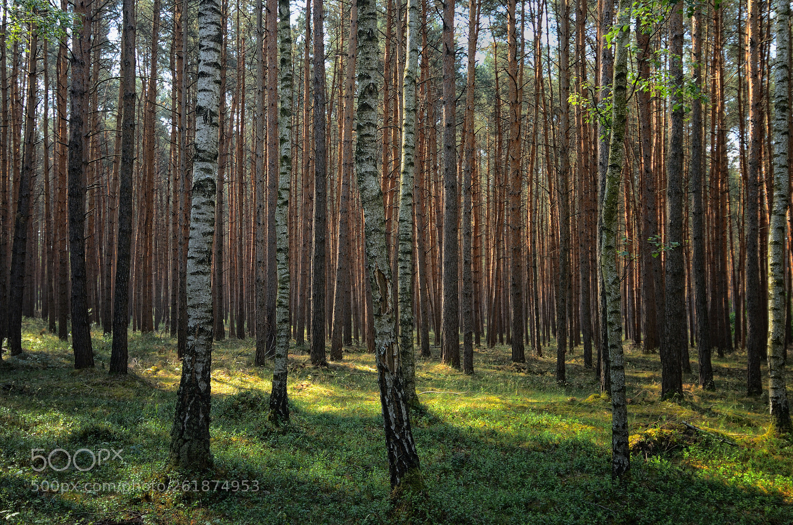 Nikon D7000 + Tokina AT-X Pro 12-24mm F4 (IF) DX sample photo. Forest photography