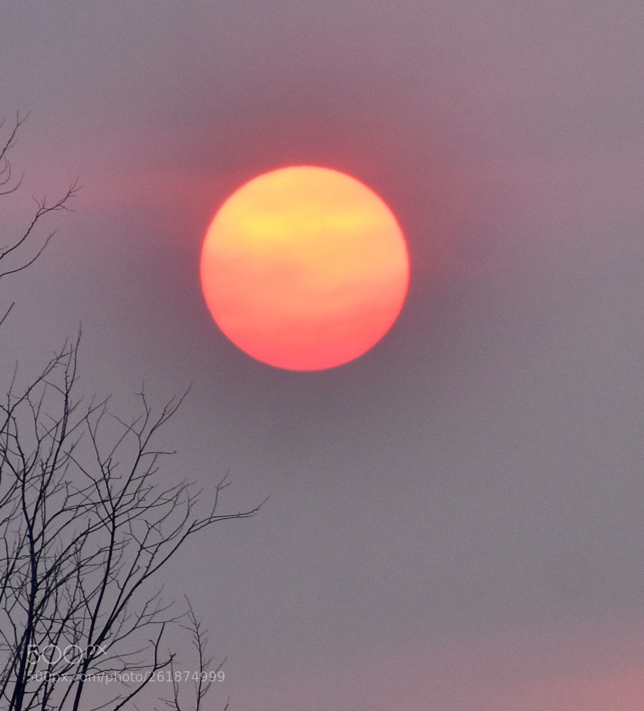 Nikon D3400 sample photo. Forest fire  photography