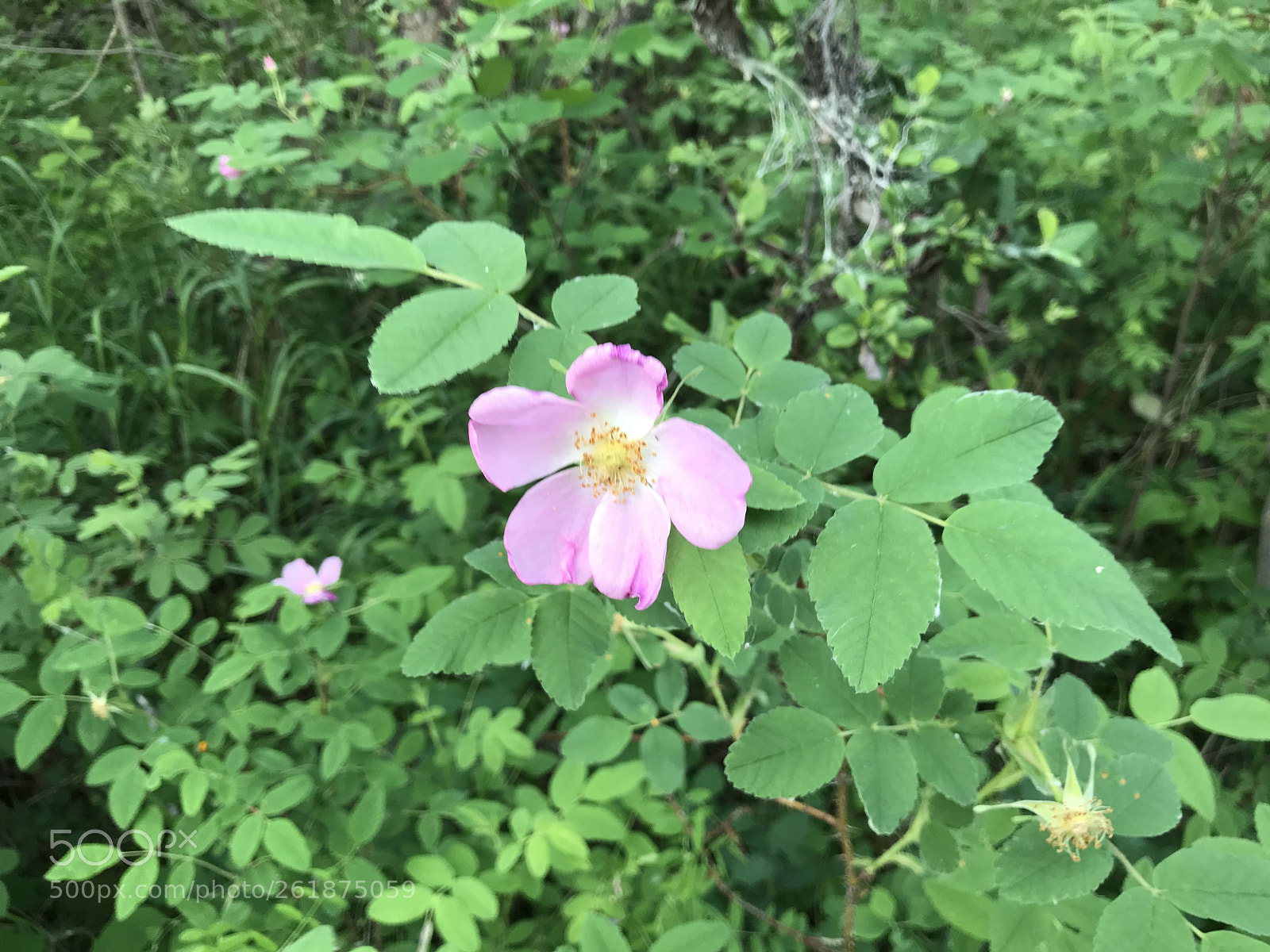 Apple iPad Pro (10.5-inch) sample photo. Untitled photography