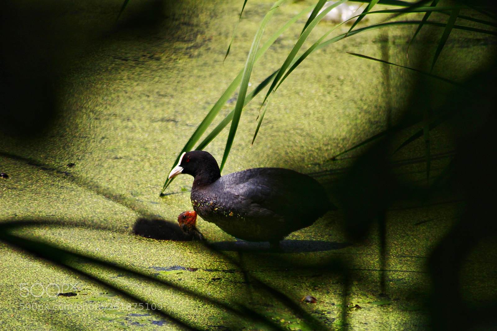 Canon EOS 1200D (EOS Rebel T5 / EOS Kiss X70 / EOS Hi) sample photo. Duck and baby duck photography