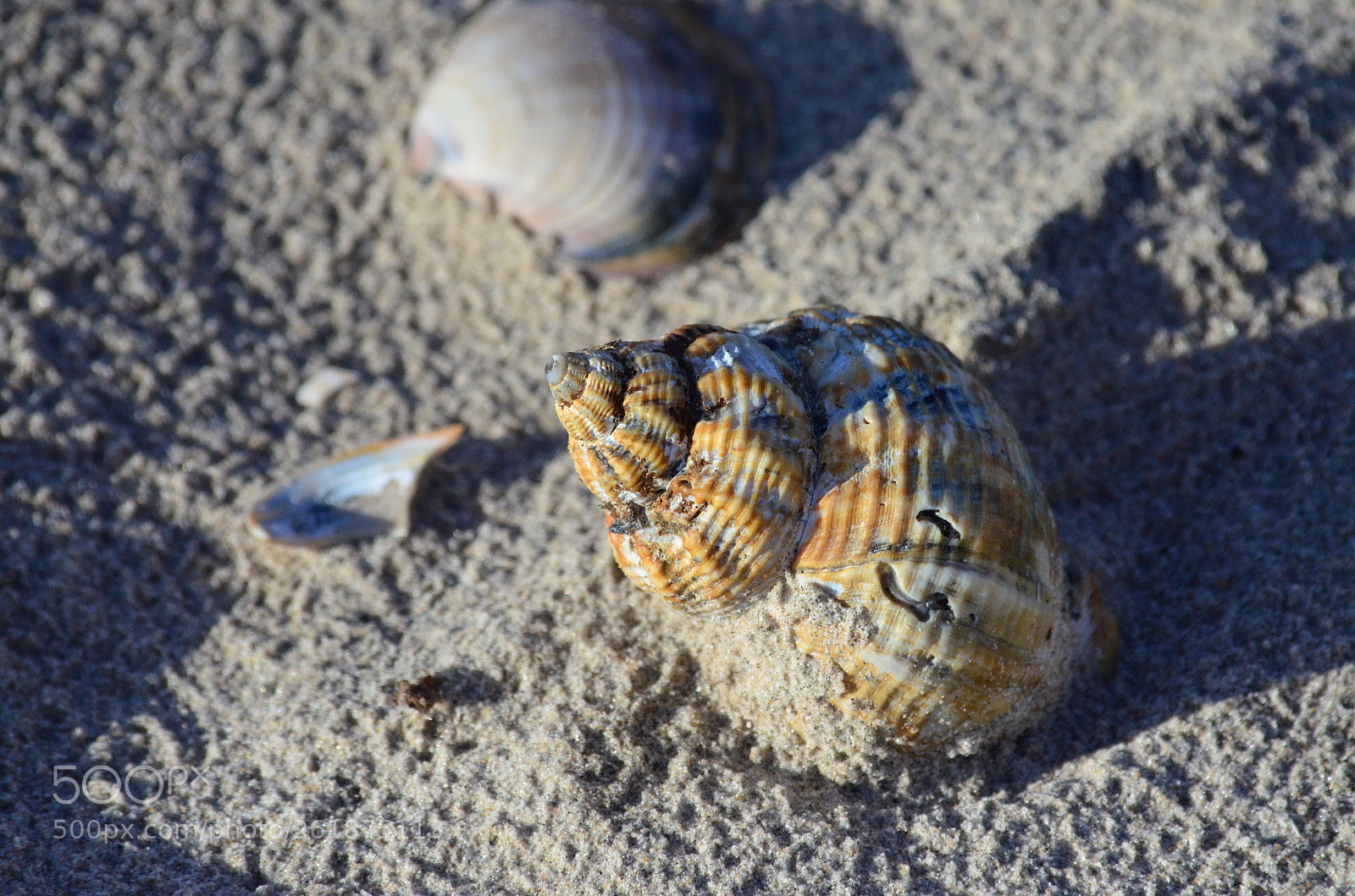 Nikon D5100 sample photo. Shell on the beach photography