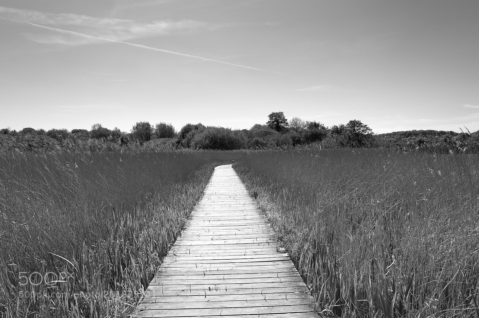Nikon D2X sample photo. Reeds and boardwalk photography