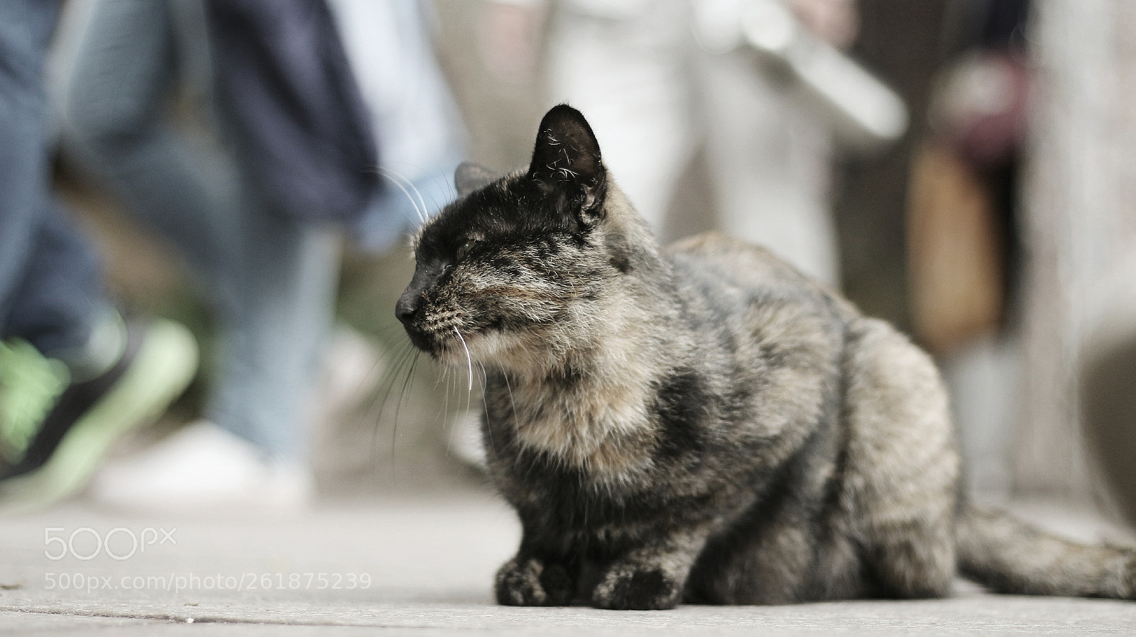 Canon EOS 700D (EOS Rebel T5i / EOS Kiss X7i) sample photo. Cats in  scenic  photography
