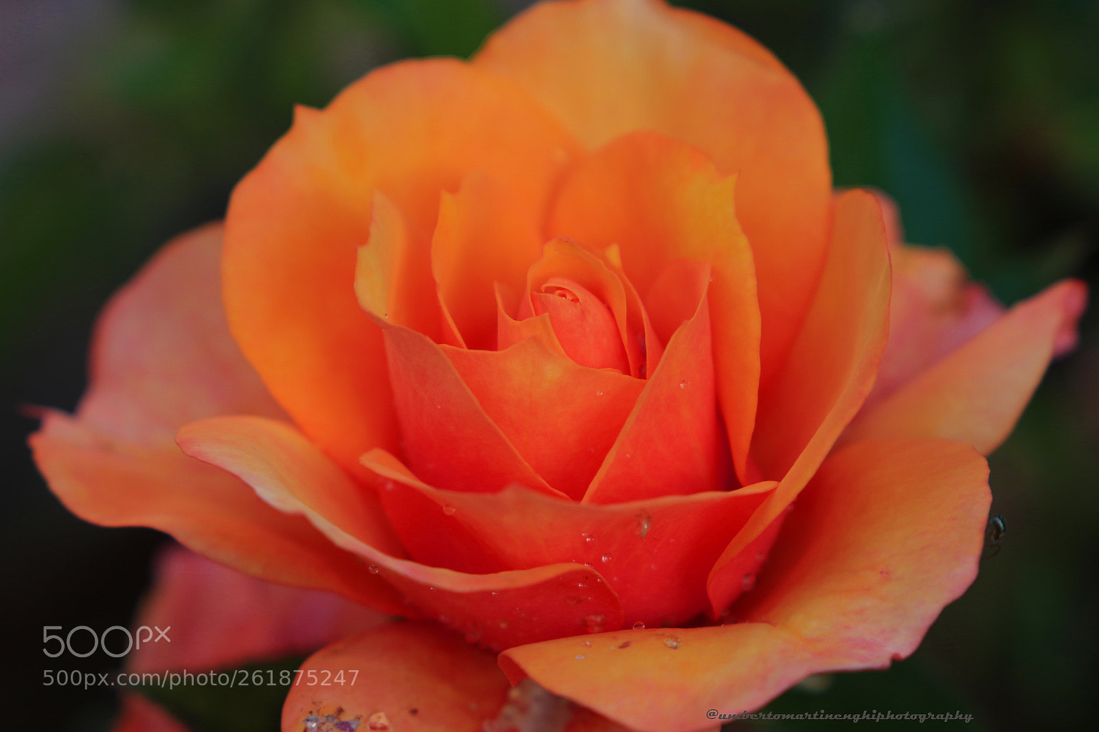Canon EOS 7D Mark II sample photo. Rose photography