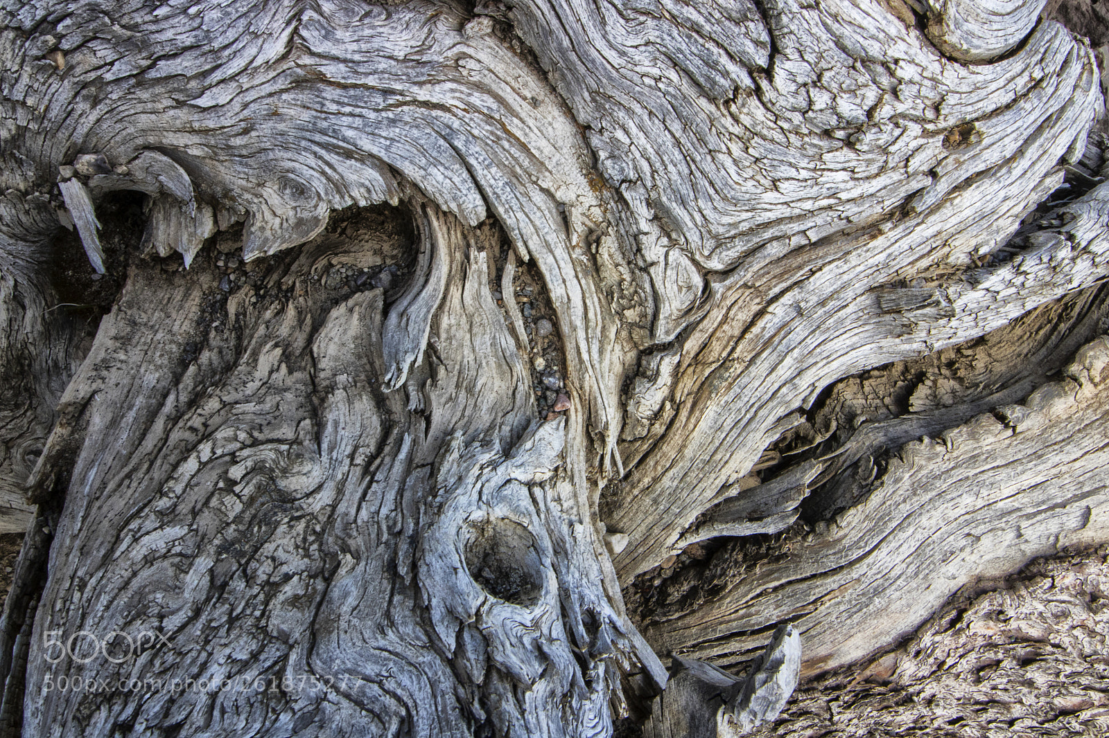 Canon EOS 750D (EOS Rebel T6i / EOS Kiss X8i) sample photo. Whitebark pine root. sawtell photography
