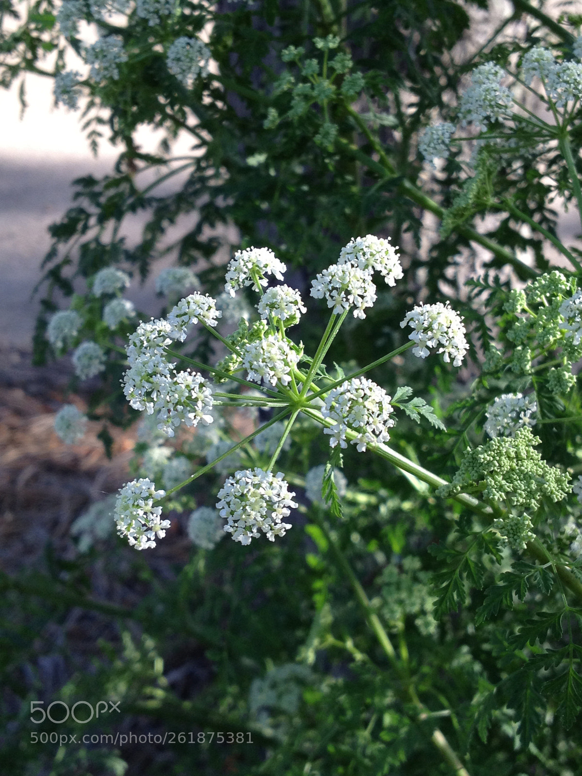 Apple iPhone 4S sample photo. Untitled photography