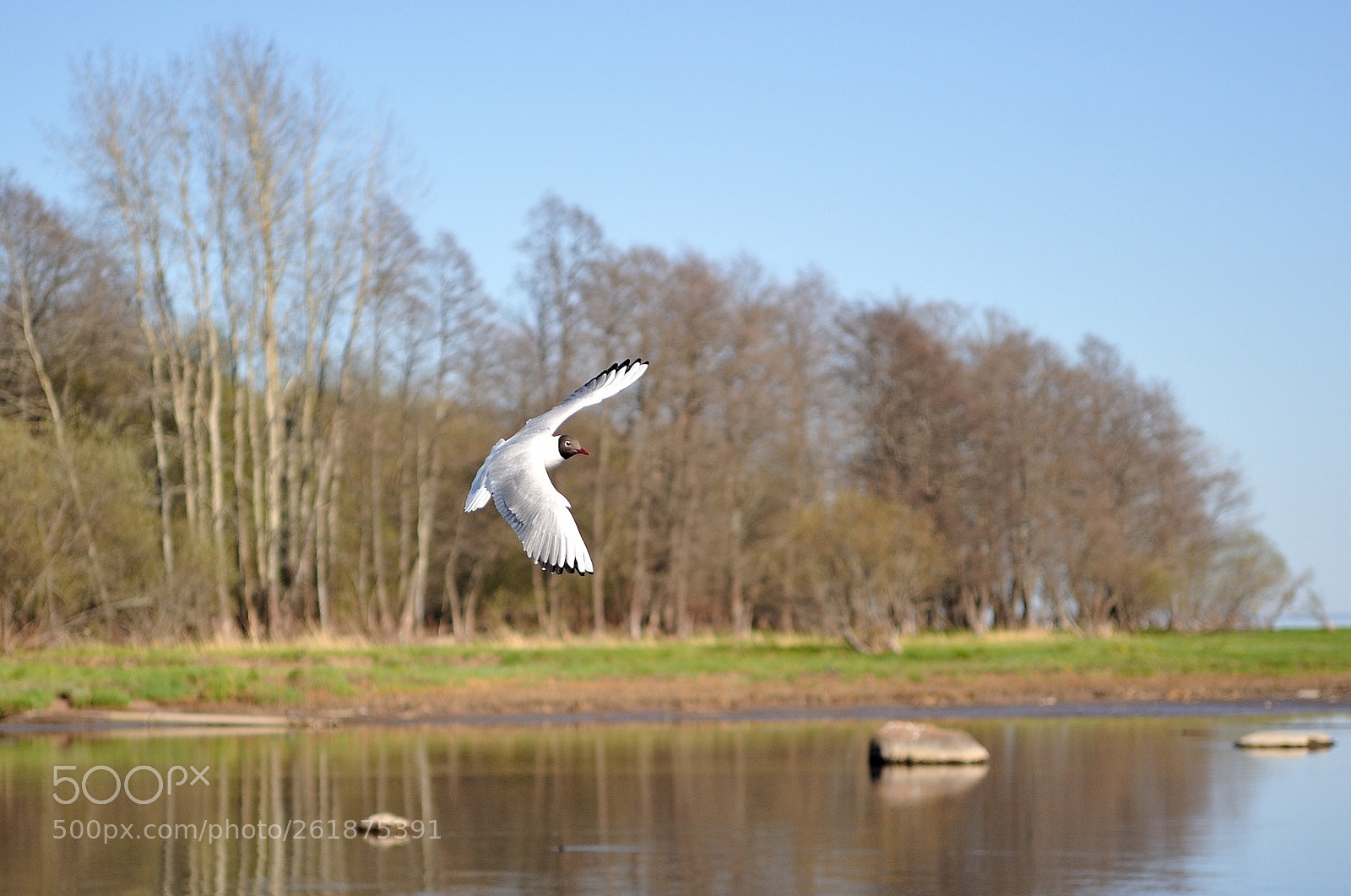 Nikon D700 sample photo. чайка в полёте... photography