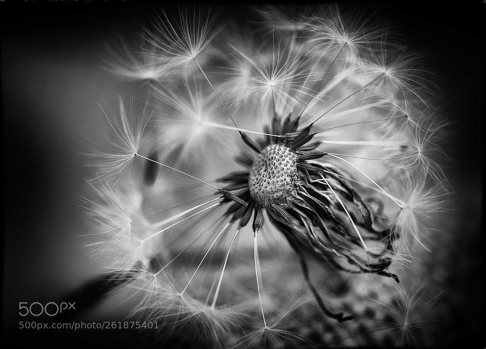 Canon EOS 5D Mark IV sample photo. Flower photography