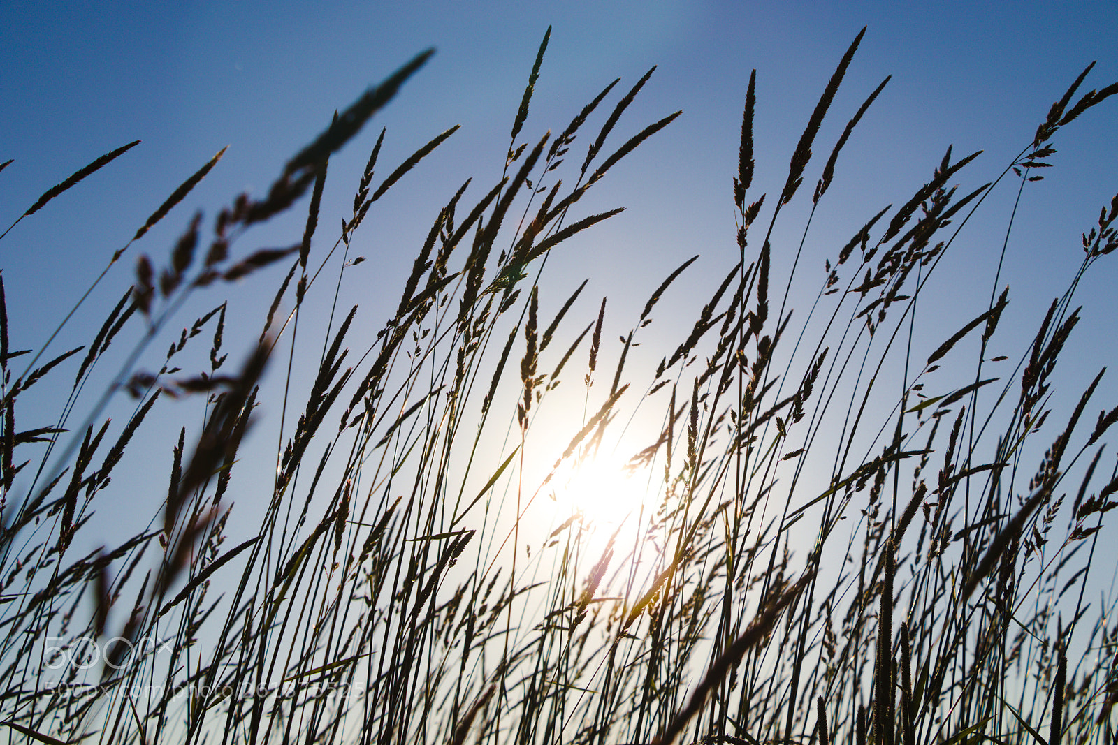 Canon EOS 80D sample photo. Sun shining through photography